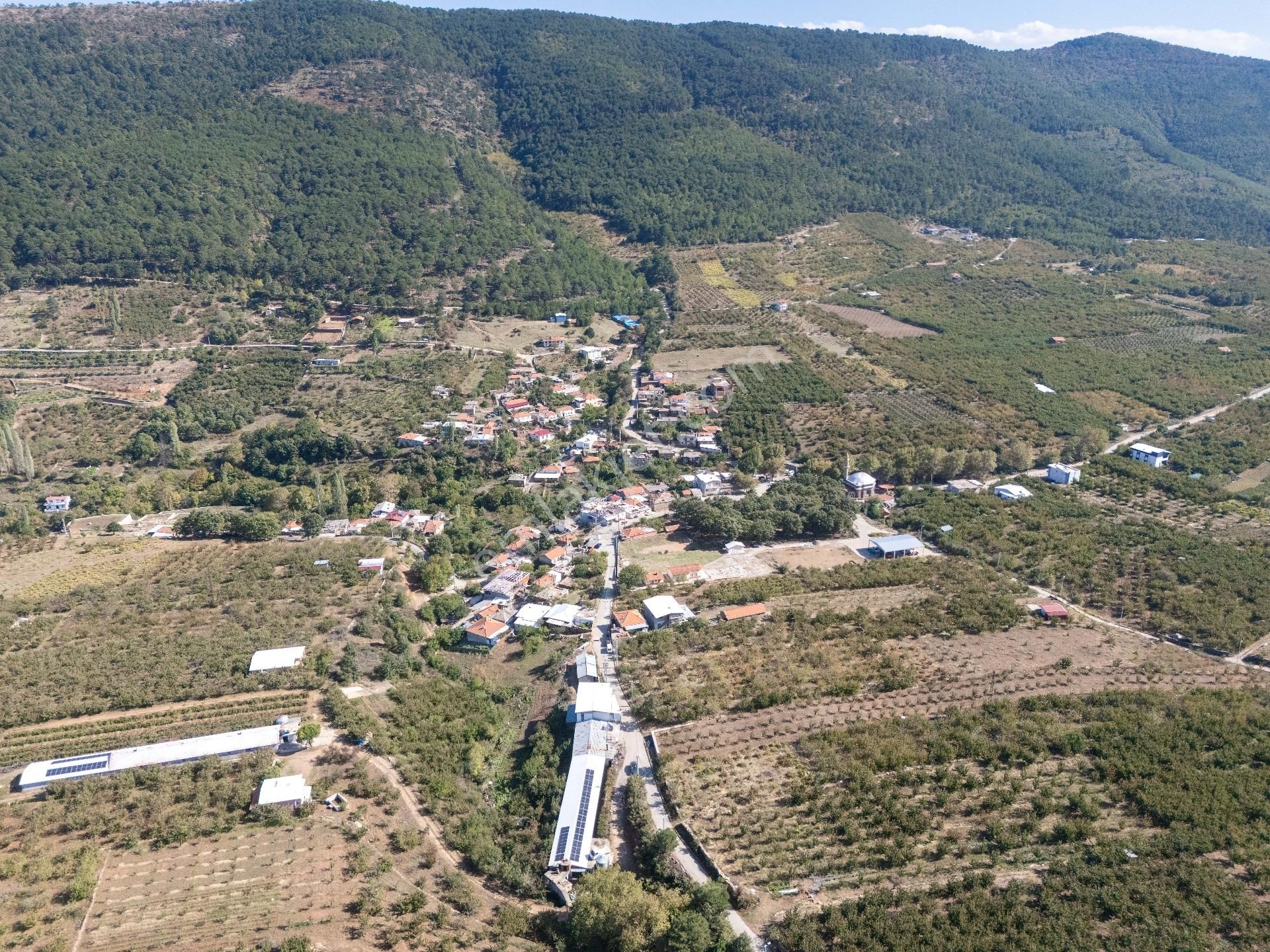 İzmir Kemalpaşa Kamberler Köyünde Satılık Kiraz Bahçesi - Görsel 24