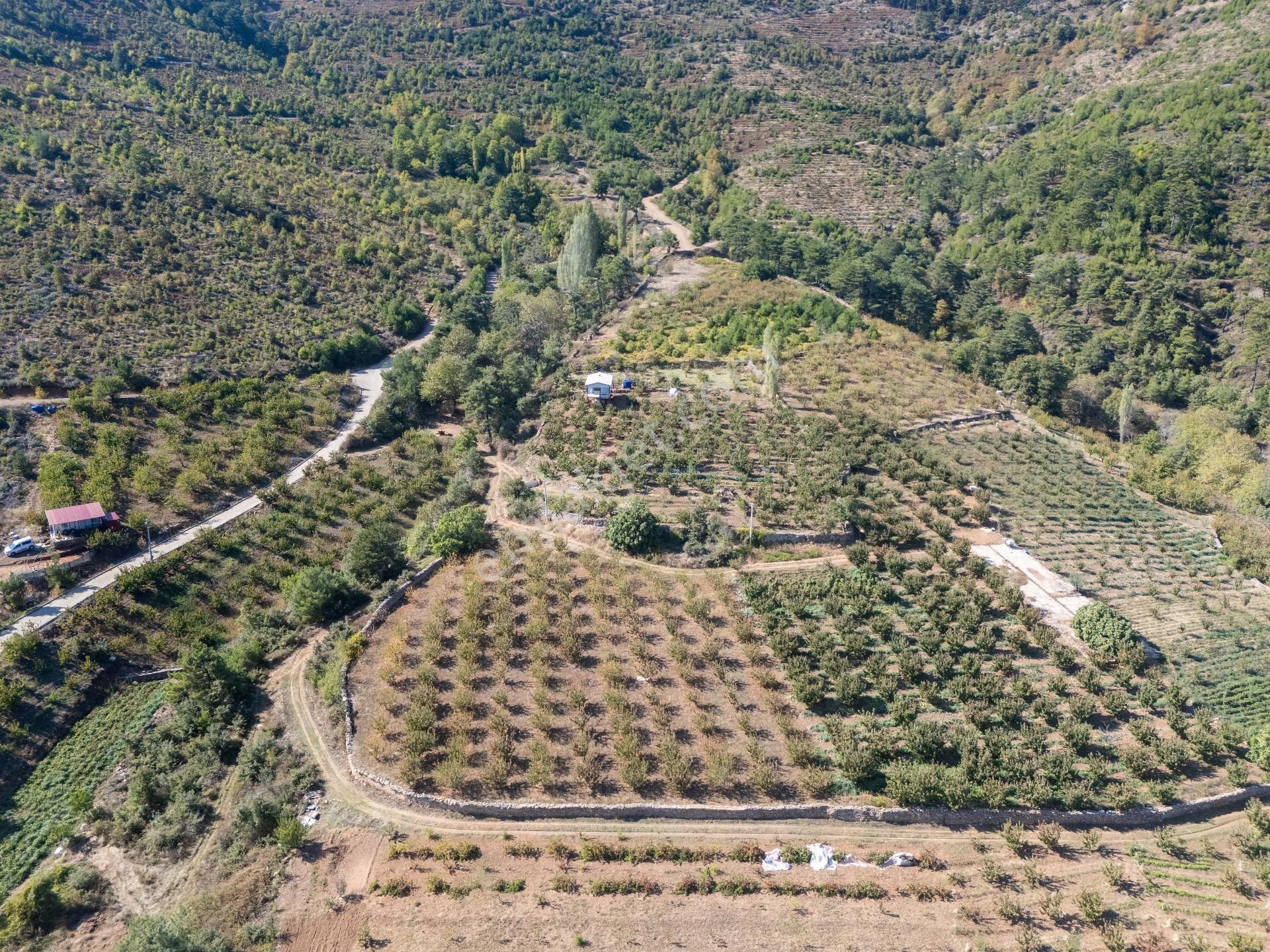 İzmir Kemalpaşa Kamberler Köyünde Satılık Kiraz Bahçesi - Görsel 26