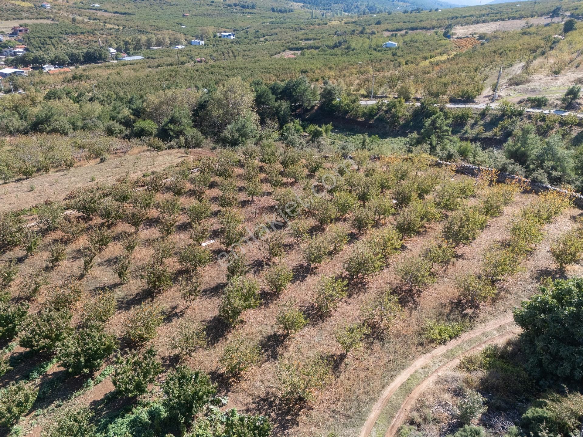 İzmir Kemalpaşa Kamberler Köyünde Satılık Kiraz Bahçesi - Görsel 14