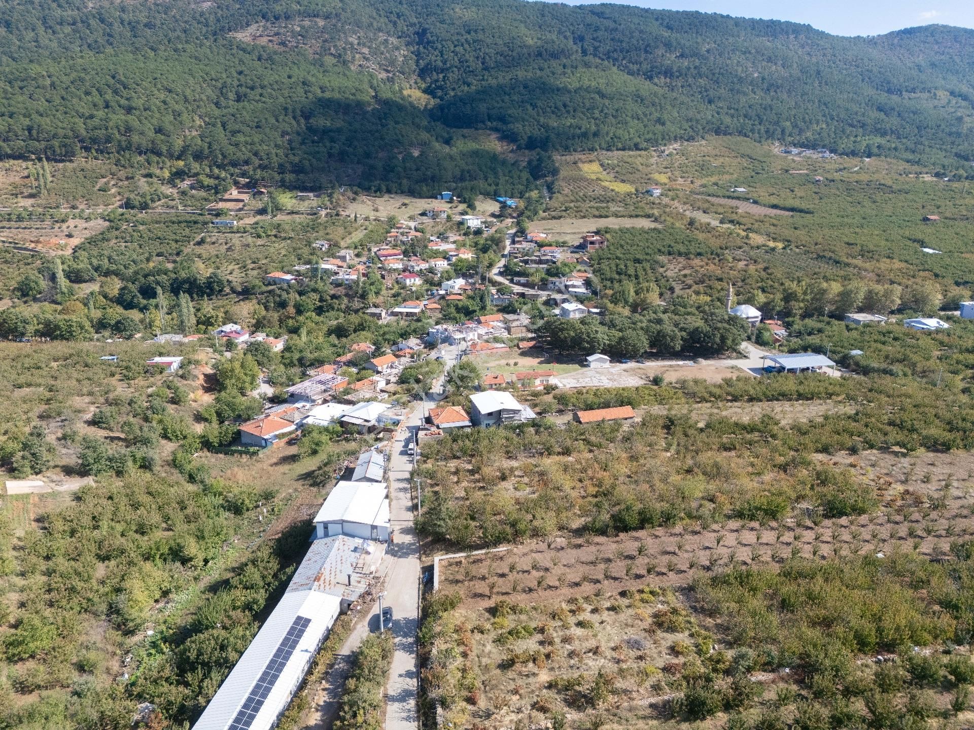 İzmir Kemalpaşa Kamberler Köyünde Satılık Kiraz Bahçesi - Görsel 34