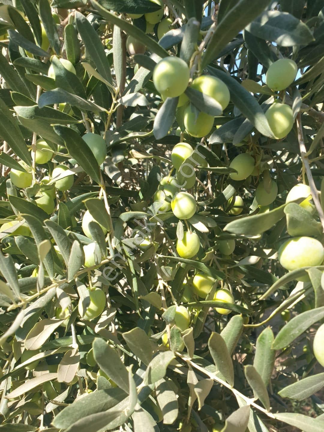 Satılık Zeytinlik - Görsel 2