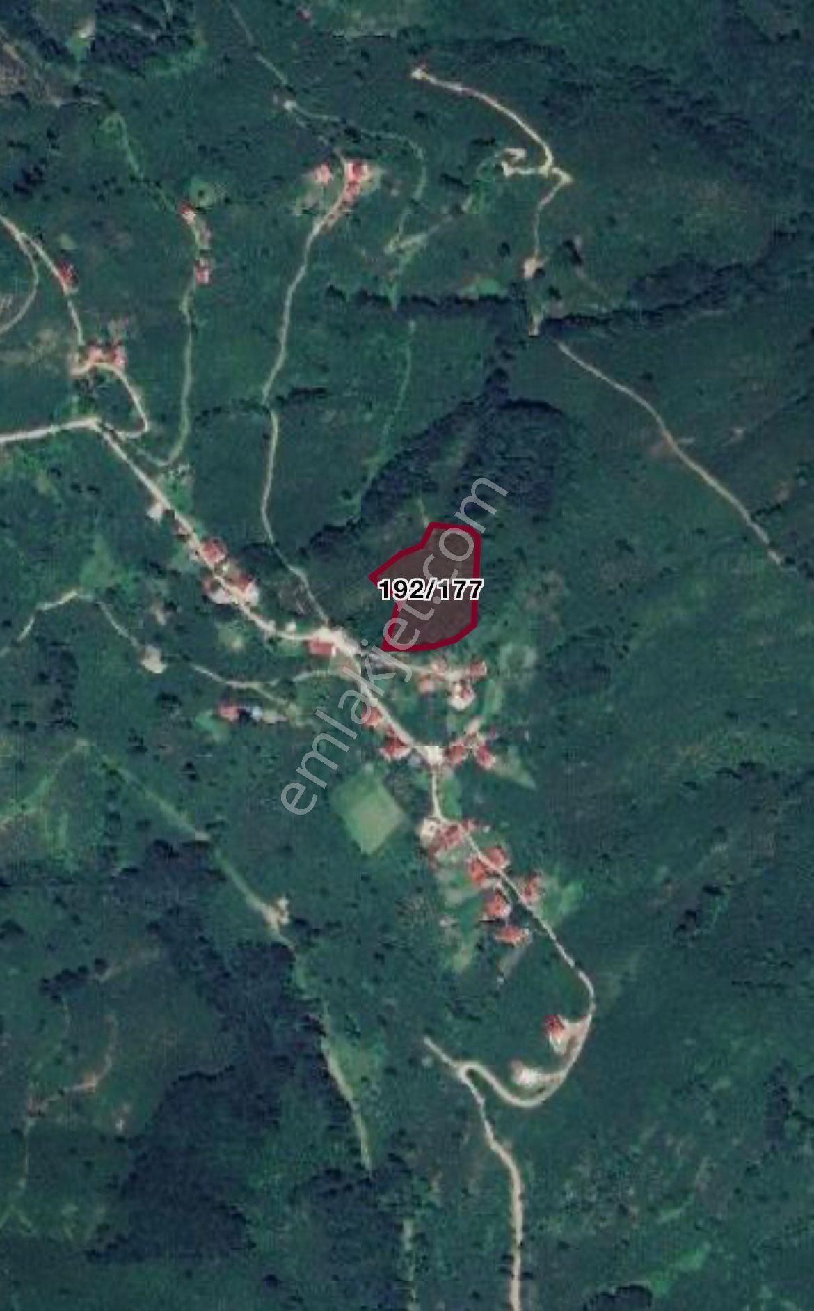 Ordu Ulubey Ohtamış Mah. Satılık Fırsat Fındık Bahçeleri