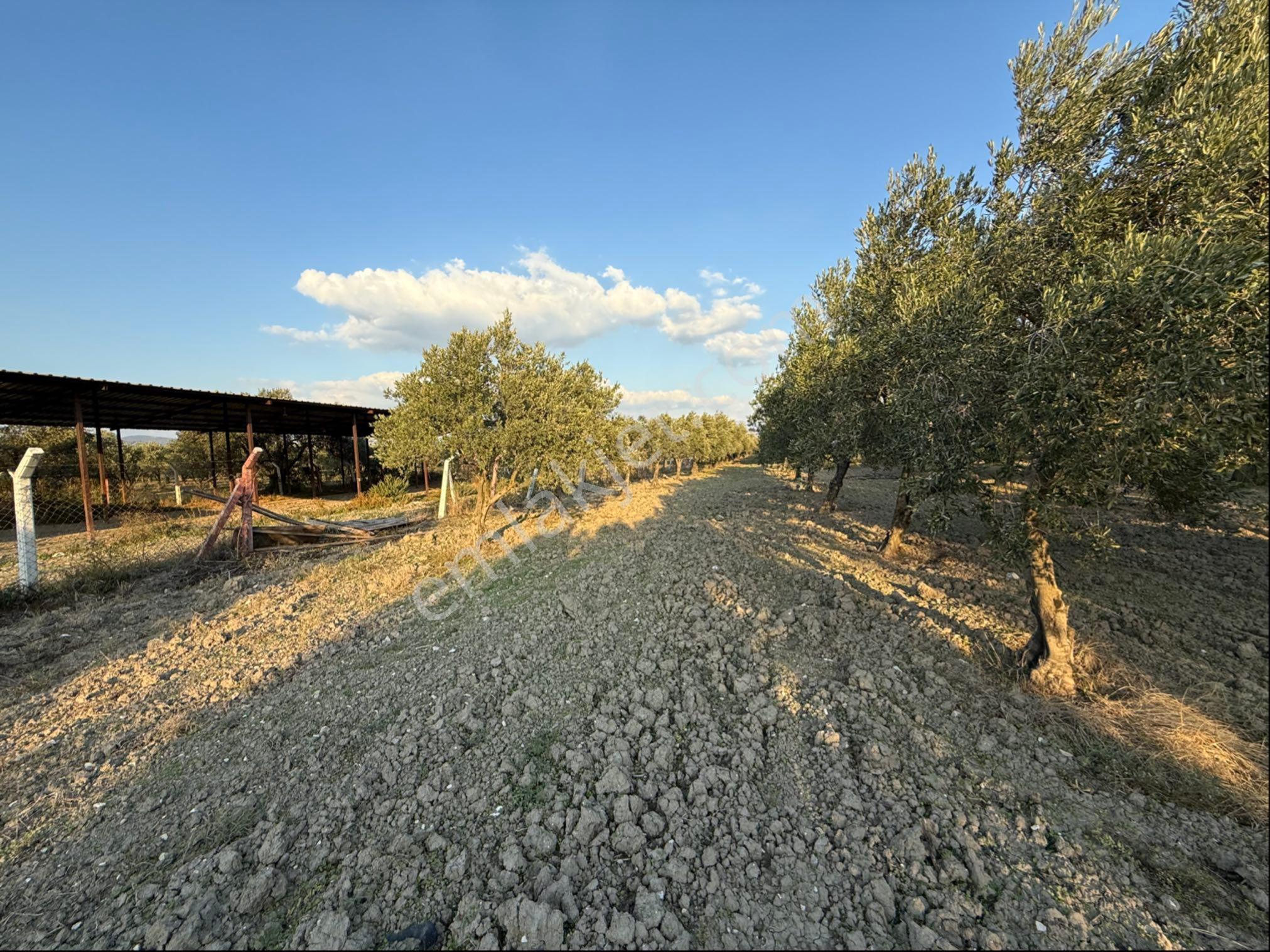 Akhisar Süleymanlı Mah 5700 M2 Satılık Büyükbaş Ve Zeytin Tarlası - Görsel 3