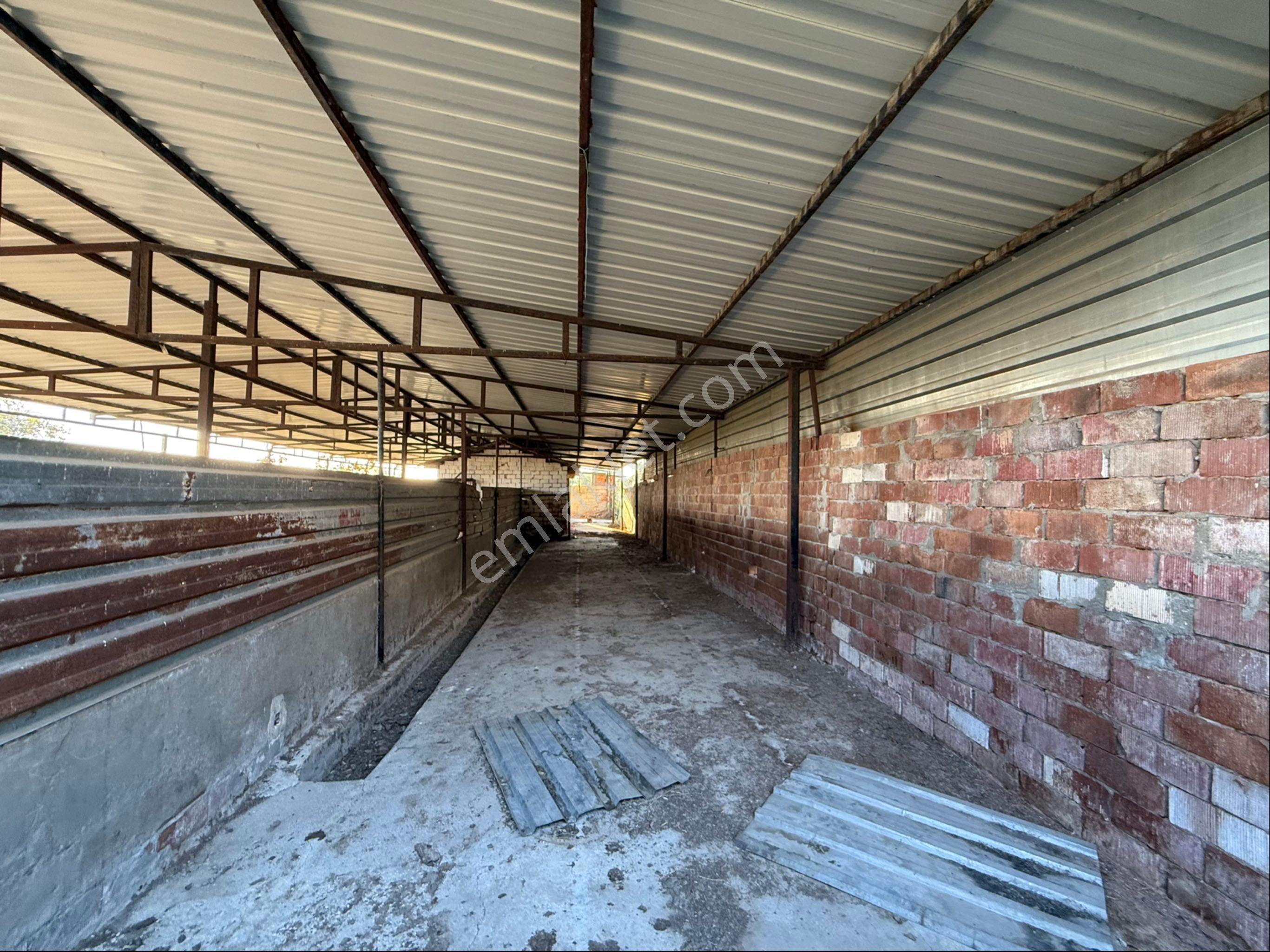 Akhisar Süleymanlı Mah 5700 M2 Satılık Büyükbaş Ve Zeytin Tarlası - Görsel 7
