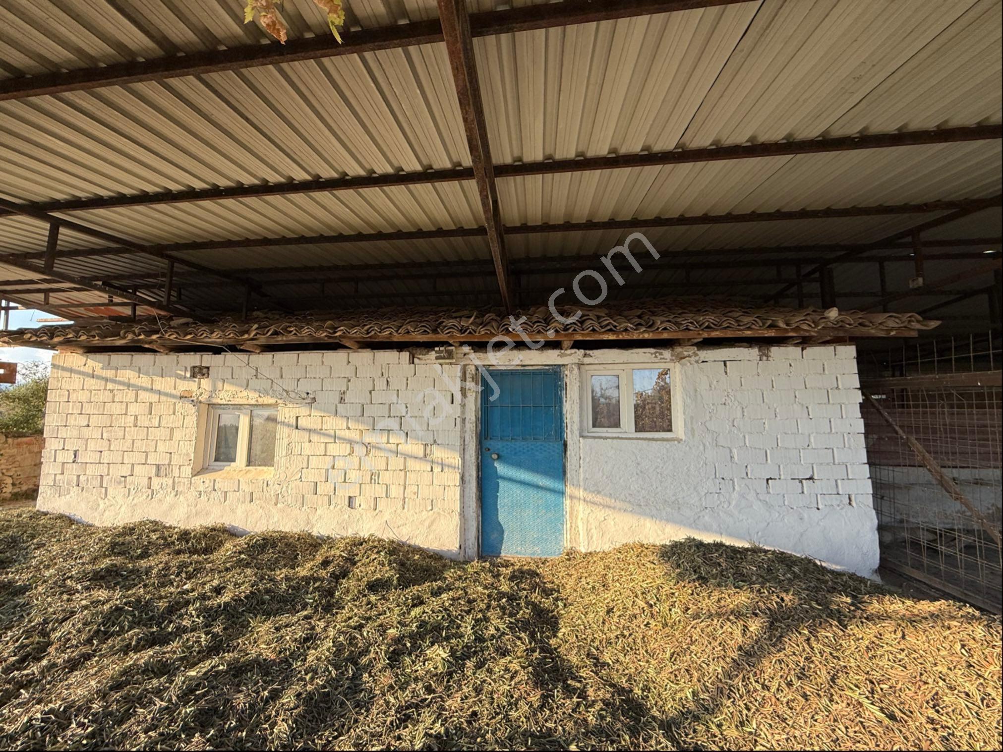 Akhisar Süleymanlı Mah 5700 M2 Satılık Büyükbaş Ve Zeytin Tarlası - Görsel 6