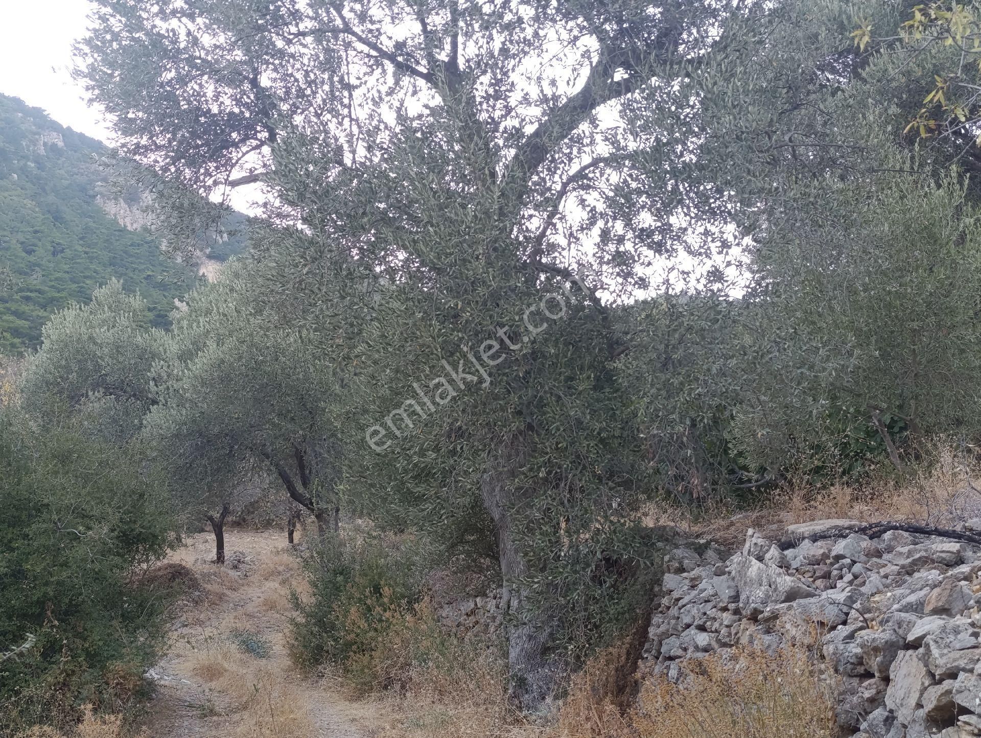 Datça Satılık Yolu Olan Manzaralı Arazi - Görsel 32