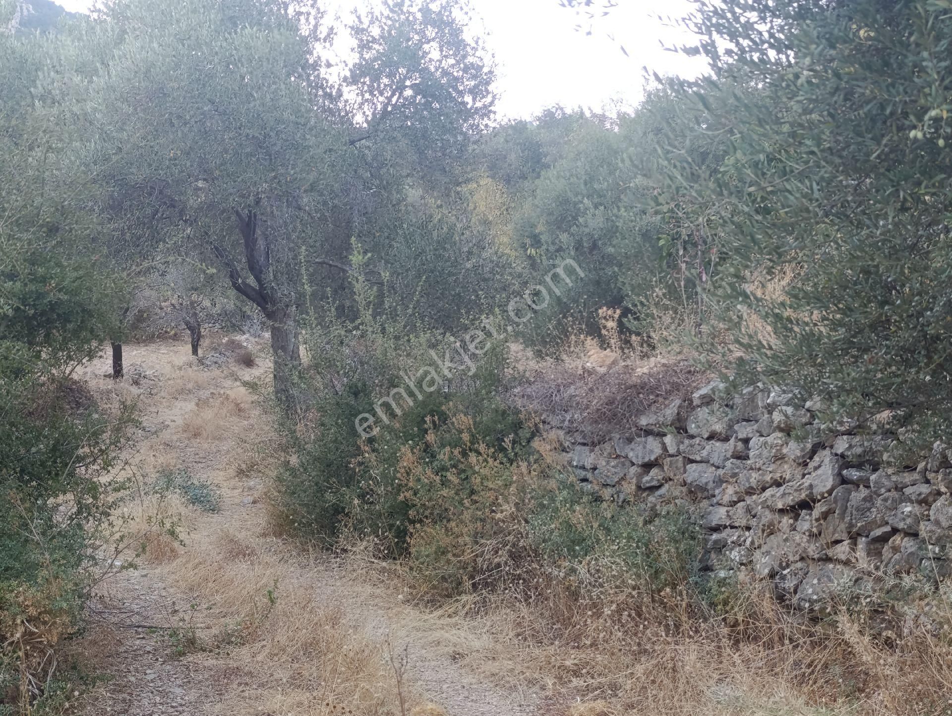 Datça Satılık Yolu Olan Manzaralı Arazi - Görsel 30