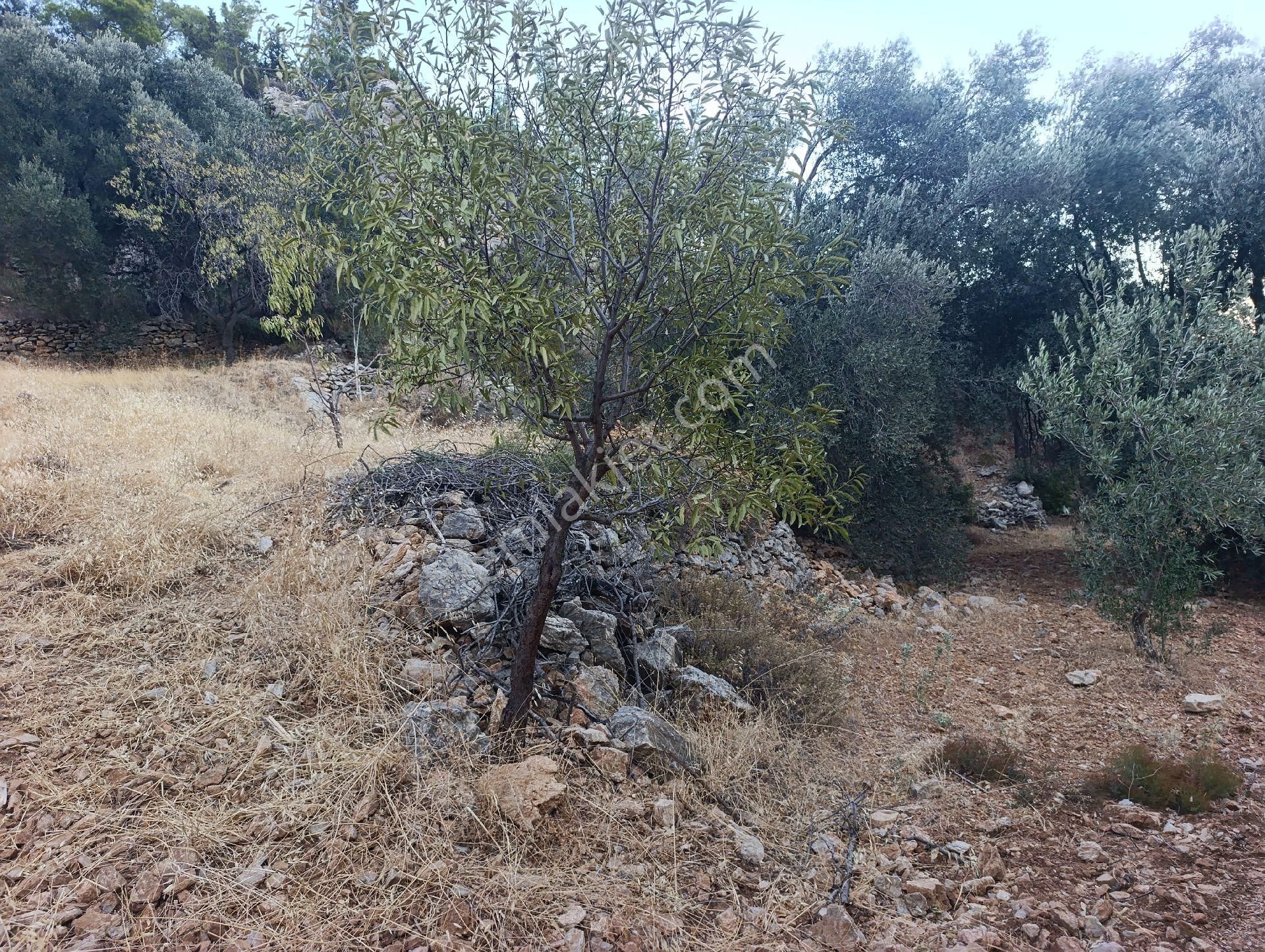 Datça Satılık Yolu Olan Manzaralı Arazi - Görsel 11