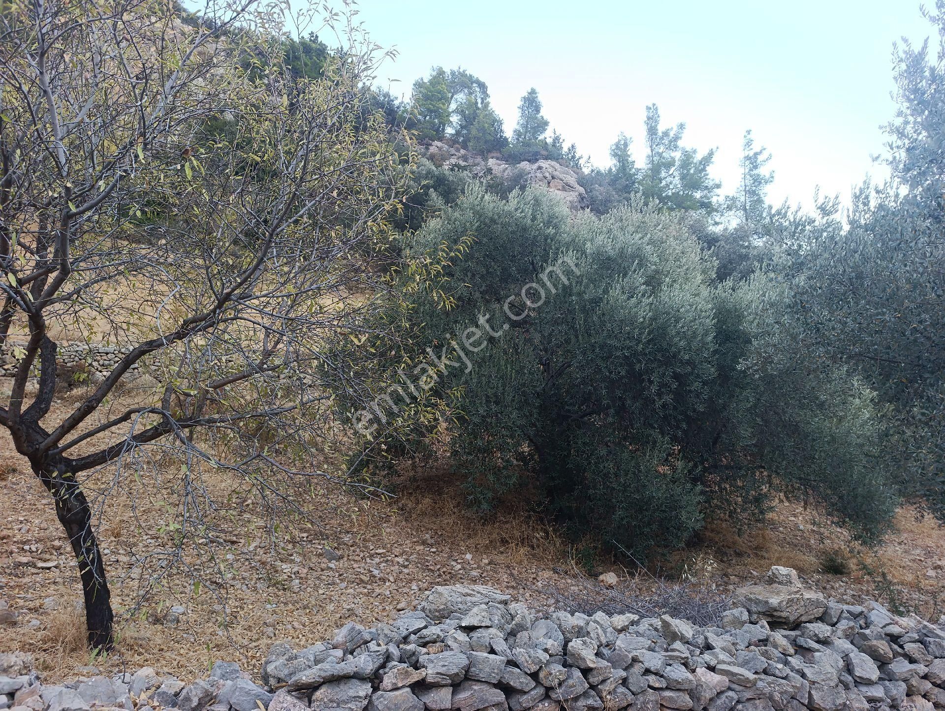 Datça Satılık Yolu Olan Manzaralı Arazi - Görsel 20