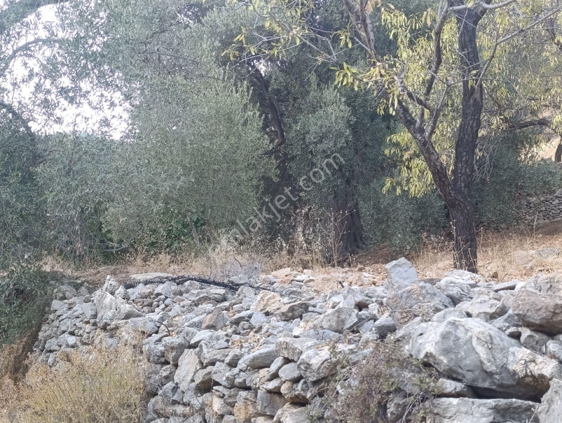 Datça Satılık Yolu Olan Manzaralı Arazi - Görsel 33