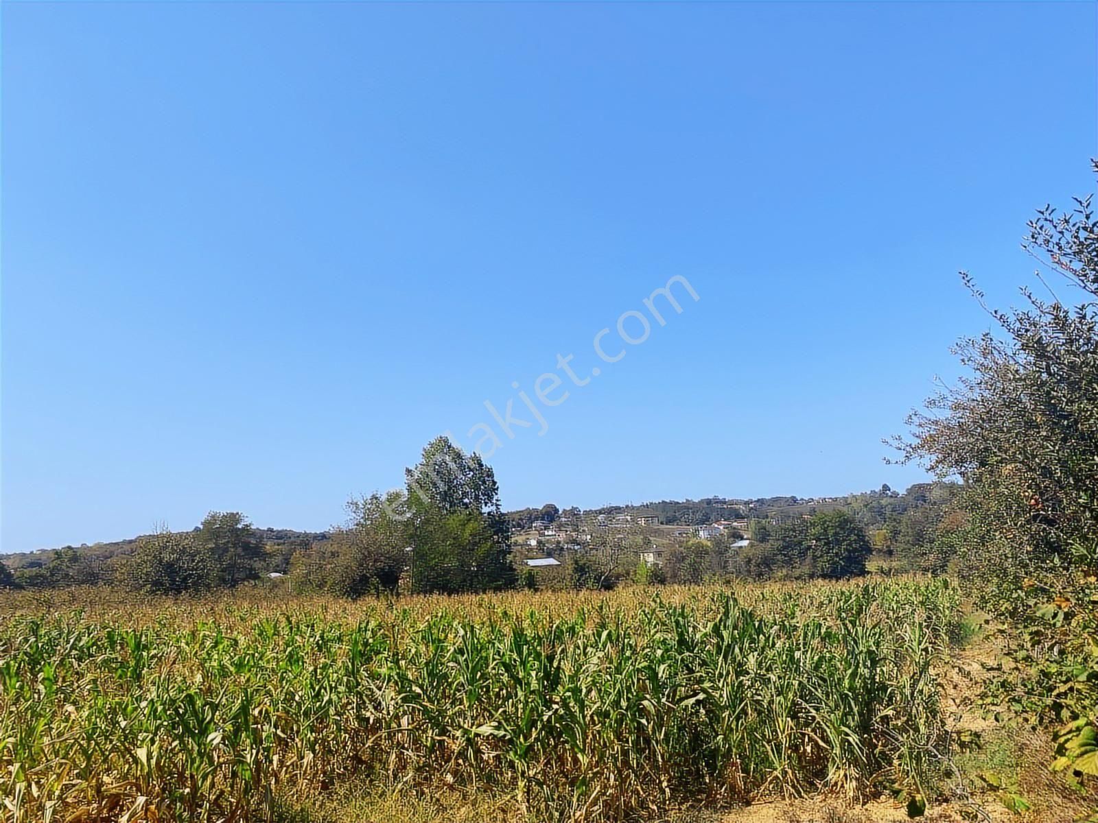 C21 Mehmet Çakar'dan Yatırımlık Arazi - Görsel 3