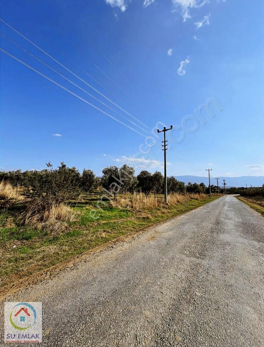 Su Emlak'tan Pınarlı'da Mükemmel Zeytinlik - Görsel 7