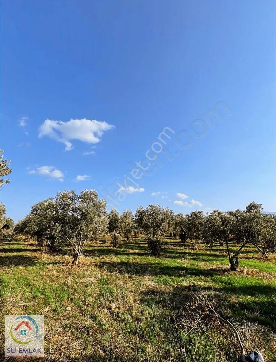 Su Emlak'tan Pınarlı'da Mükemmel Zeytinlik - Görsel 3