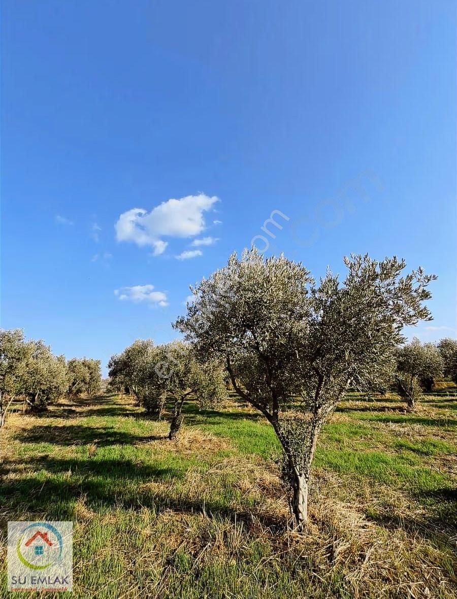 Su Emlak'tan Pınarlı'da Mükemmel Zeytinlik - Görsel 8