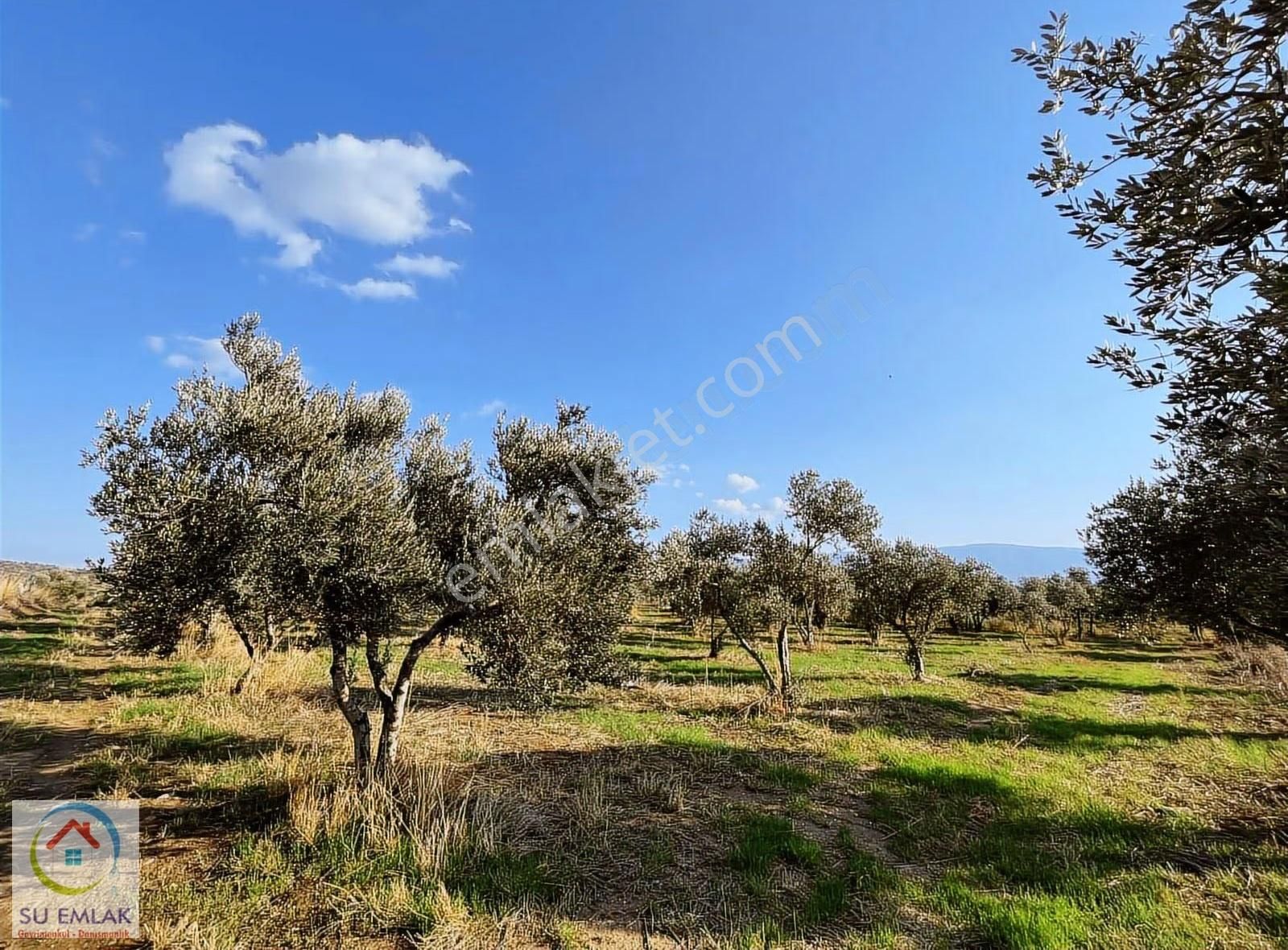 Su Emlak'tan Pınarlı'da Mükemmel Zeytinlik - Görsel 6