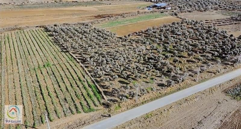 Su Emlak'tan Pınarlı'da Mükemmel Zeytinlik - Görsel 5