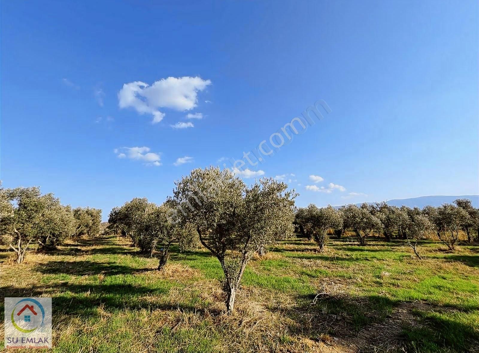 Su Emlak'tan Pınarlı'da Mükemmel Zeytinlik - Görsel 10
