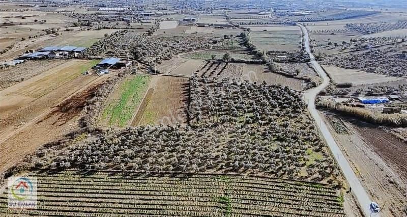 Su Emlak'tan Pınarlı'da Mükemmel Zeytinlik - Görsel 2