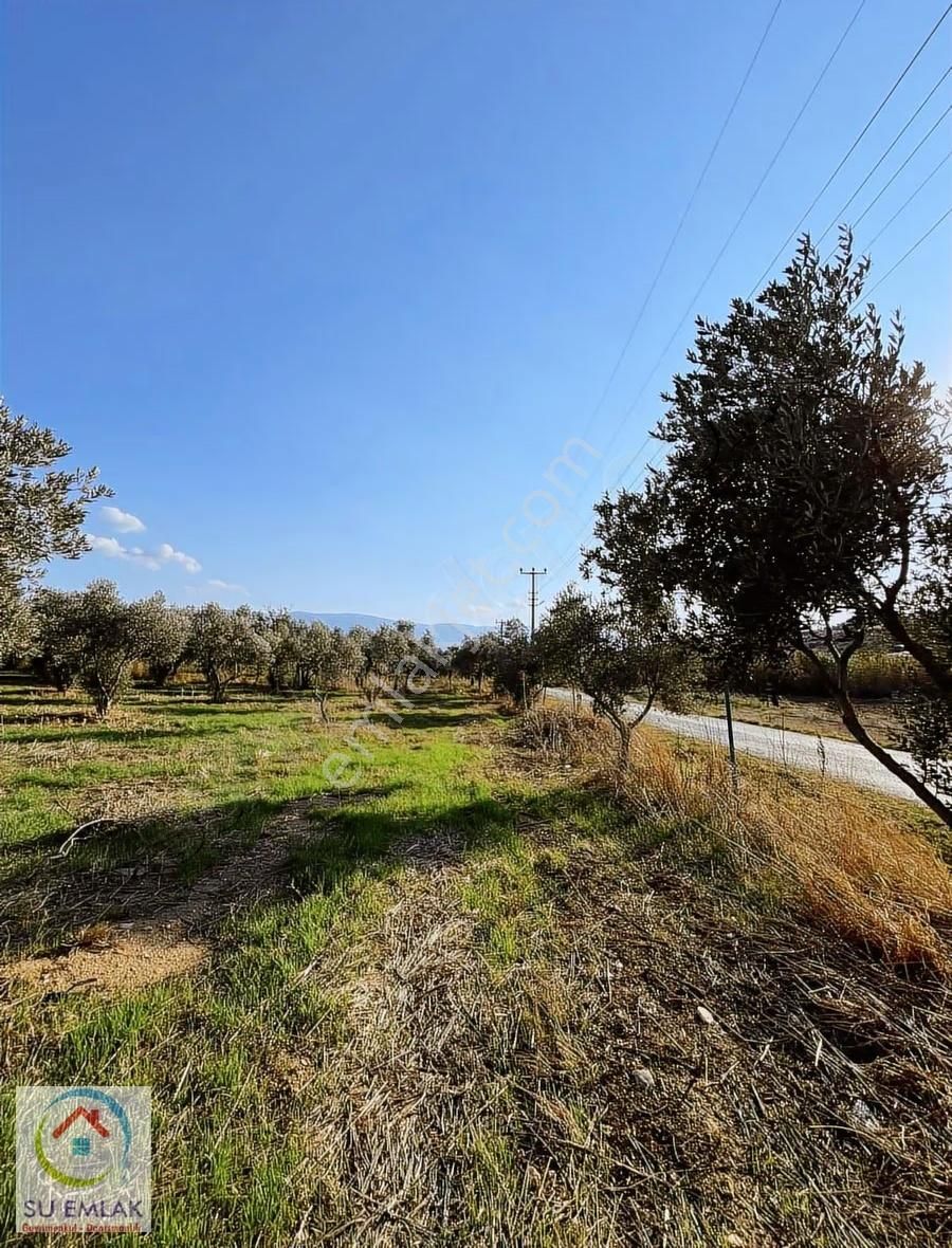 Su Emlak'tan Pınarlı'da Mükemmel Zeytinlik - Görsel 14