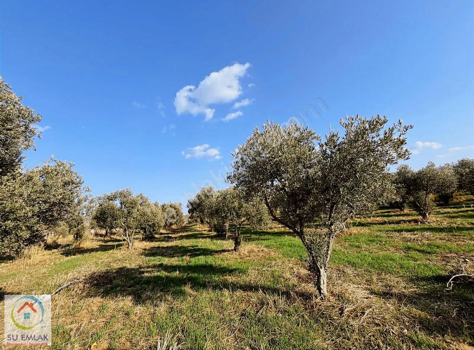 Su Emlak'tan Pınarlı'da Mükemmel Zeytinlik - Görsel 11