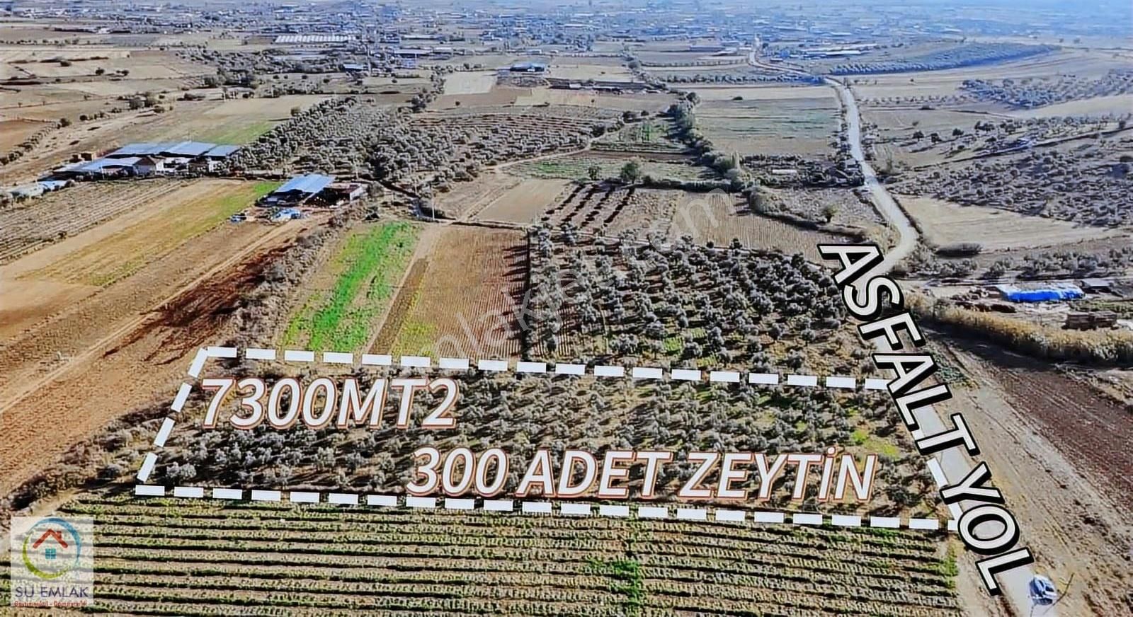 Su Emlak'tan Pınarlı'da Mükemmel Zeytinlik - Görsel 12