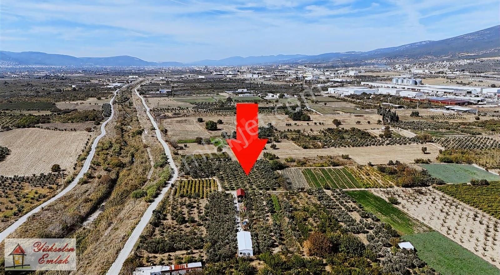 Kemalpaşa Çambel'de 4.542m2 Satılık Zeytin Bahçesi - Görsel 3