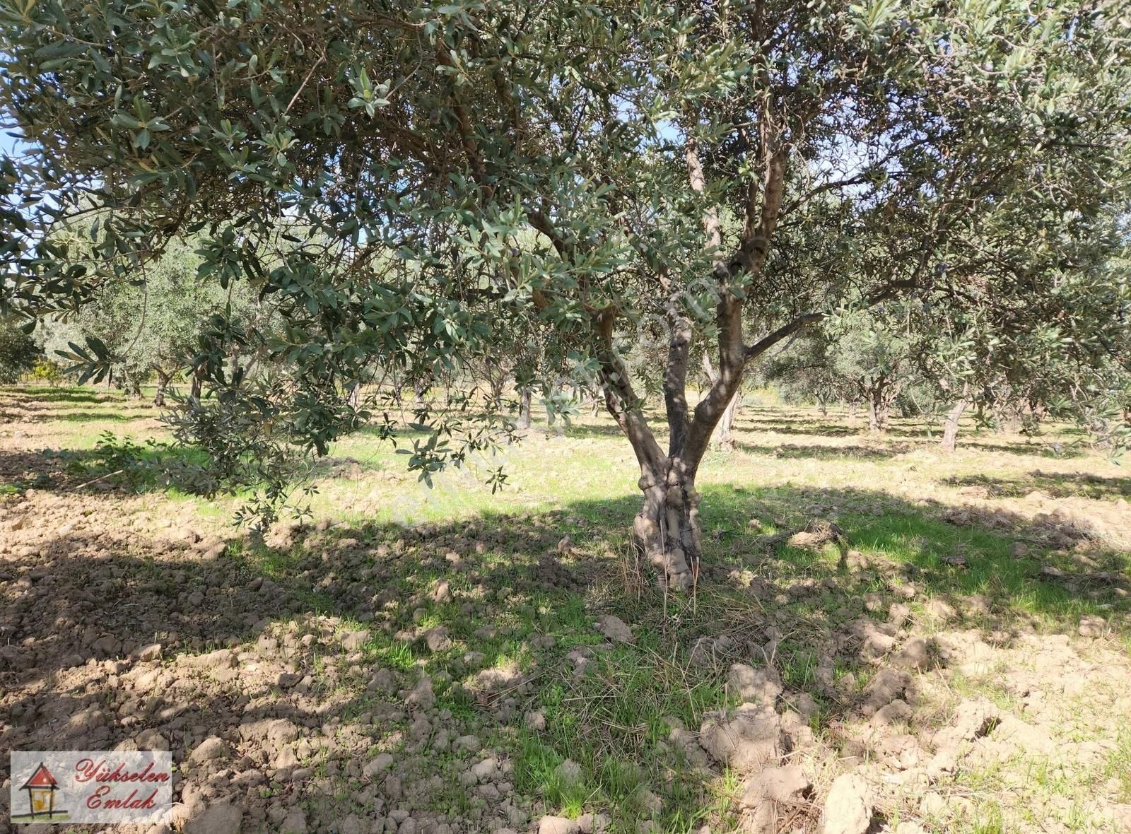 Kemalpaşa Çambel'de 4.542m2 Satılık Zeytin Bahçesi - Görsel 8