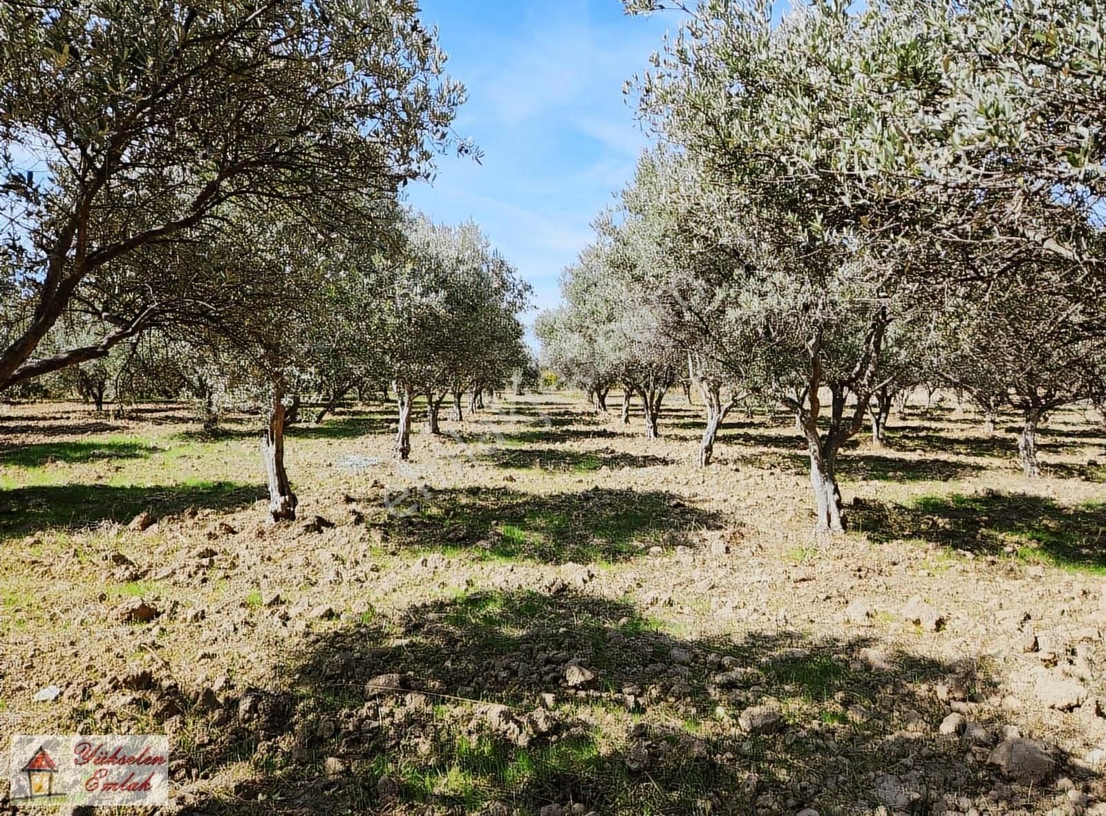 Kemalpaşa Çambel'de 4.542m2 Satılık Zeytin Bahçesi - Görsel 7