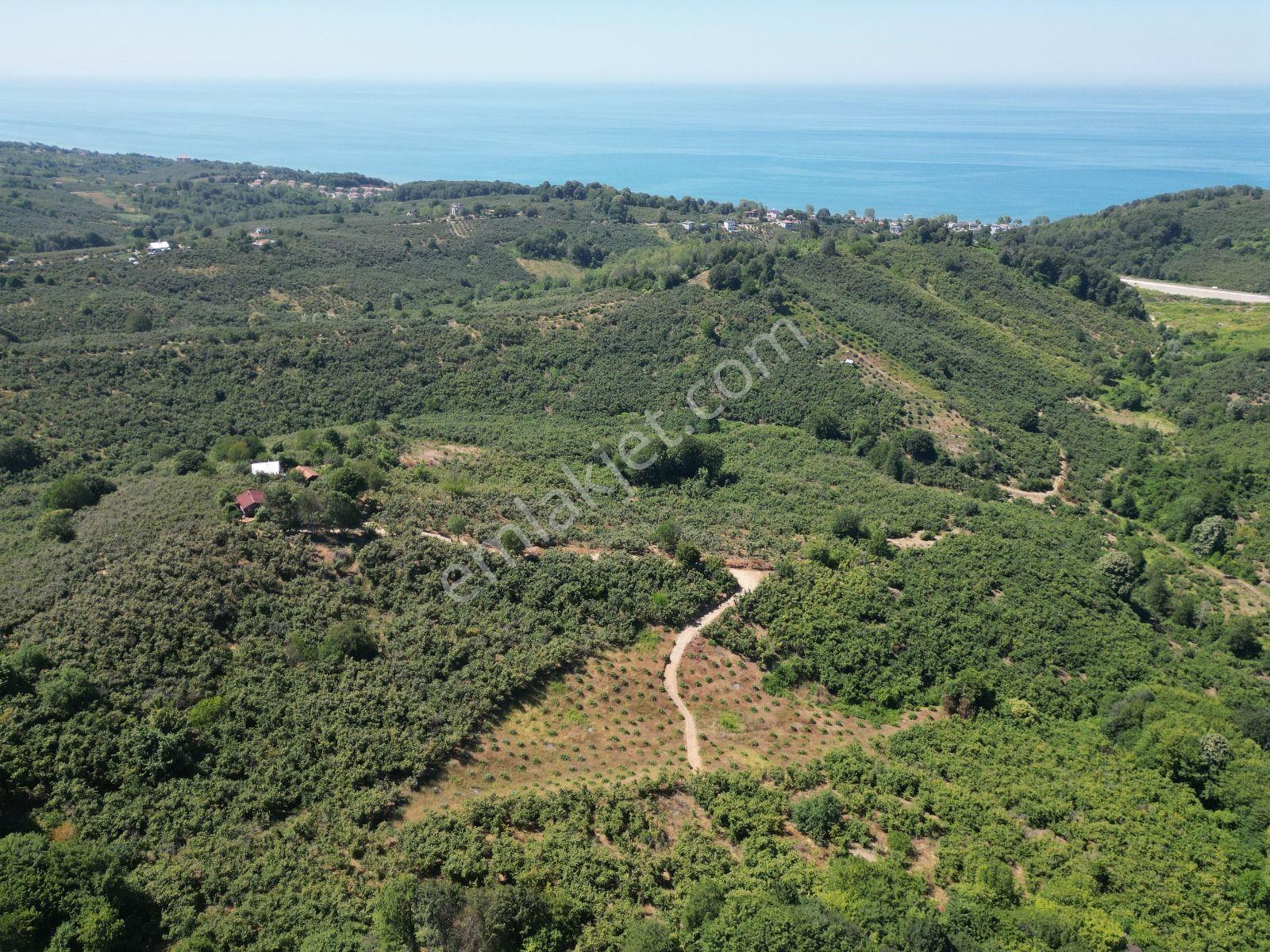 Akçakoca Hasançavuş'da Deniz Manzaralı İmarlı Satılık Arsa - Görsel 6