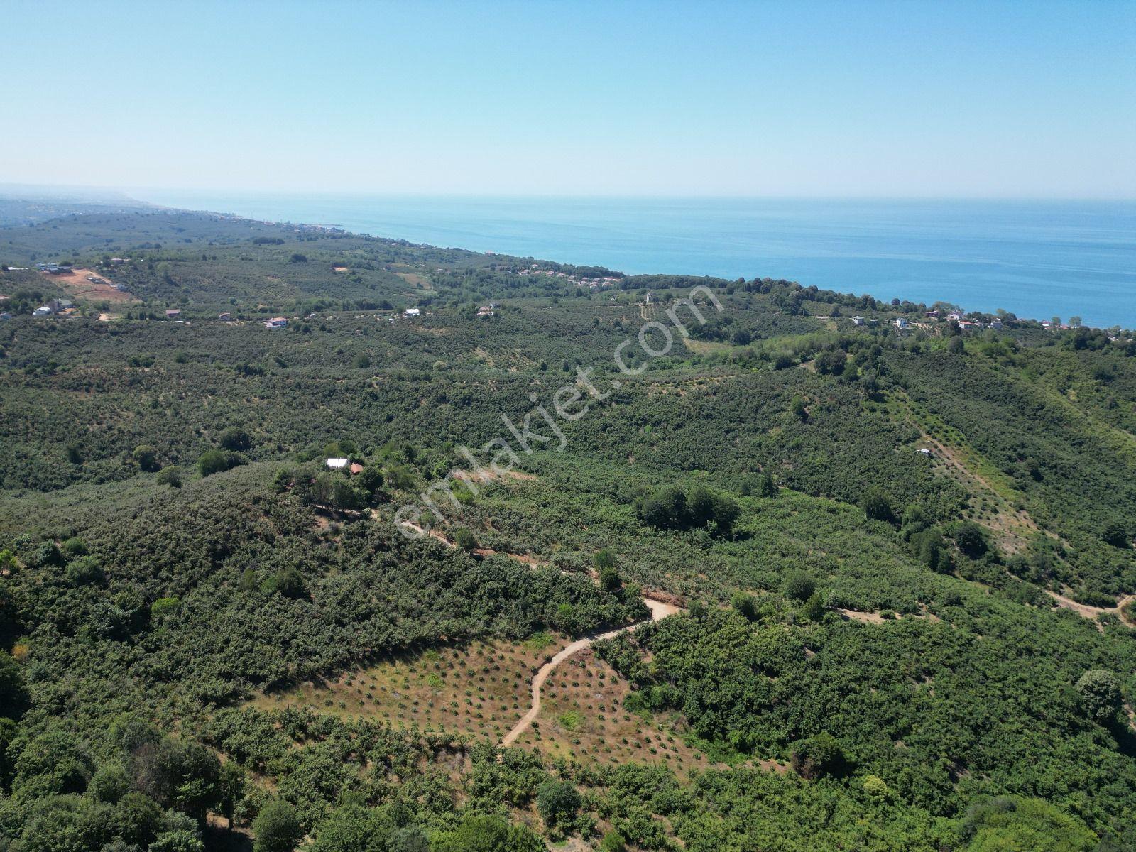 Akçakoca Hasançavuş'da Deniz Manzaralı İmarlı Satılık Arsa - Görsel 5