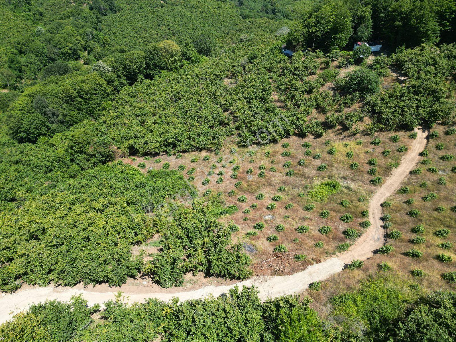 Akçakoca Hasançavuş'da Deniz Manzaralı İmarlı Satılık Arsa - Görsel 19