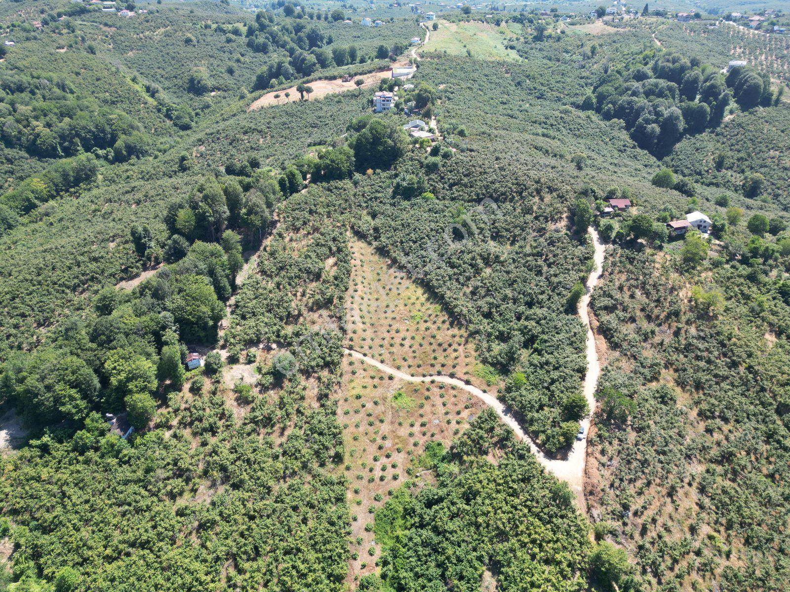 Akçakoca Hasançavuş'da Deniz Manzaralı İmarlı Satılık Arsa - Görsel 27