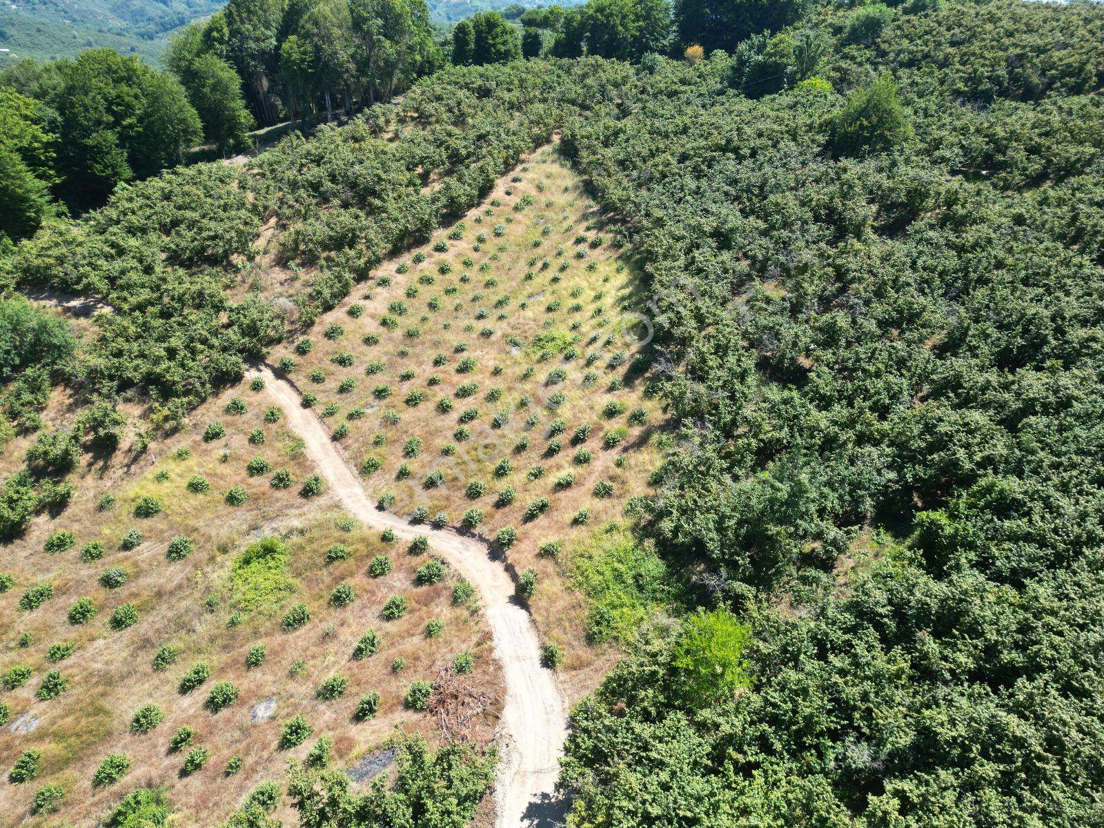 Akçakoca Hasançavuş'da Deniz Manzaralı İmarlı Satılık Arsa - Görsel 23