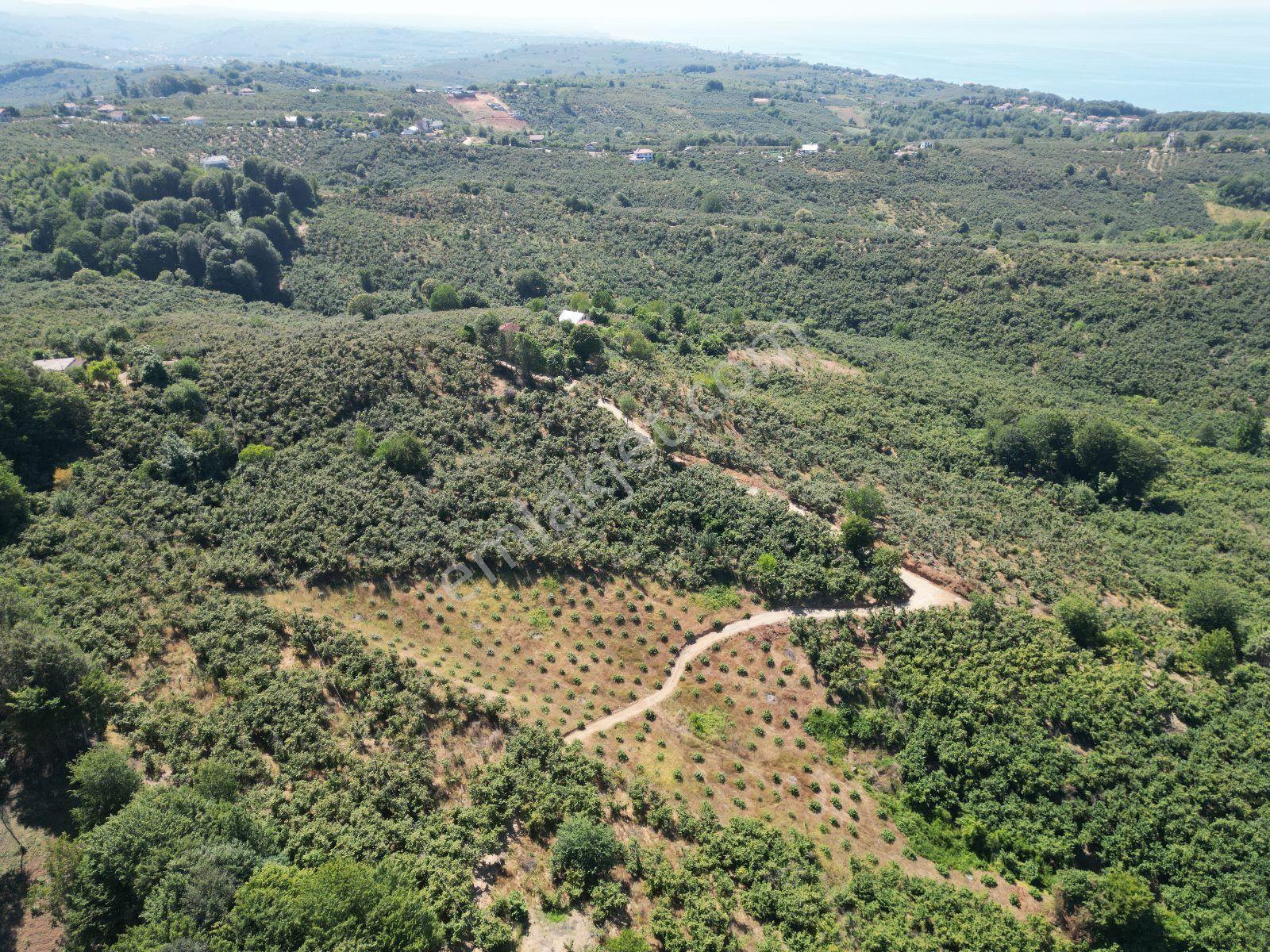 Akçakoca Hasançavuş'da Deniz Manzaralı İmarlı Satılık Arsa - Görsel 17
