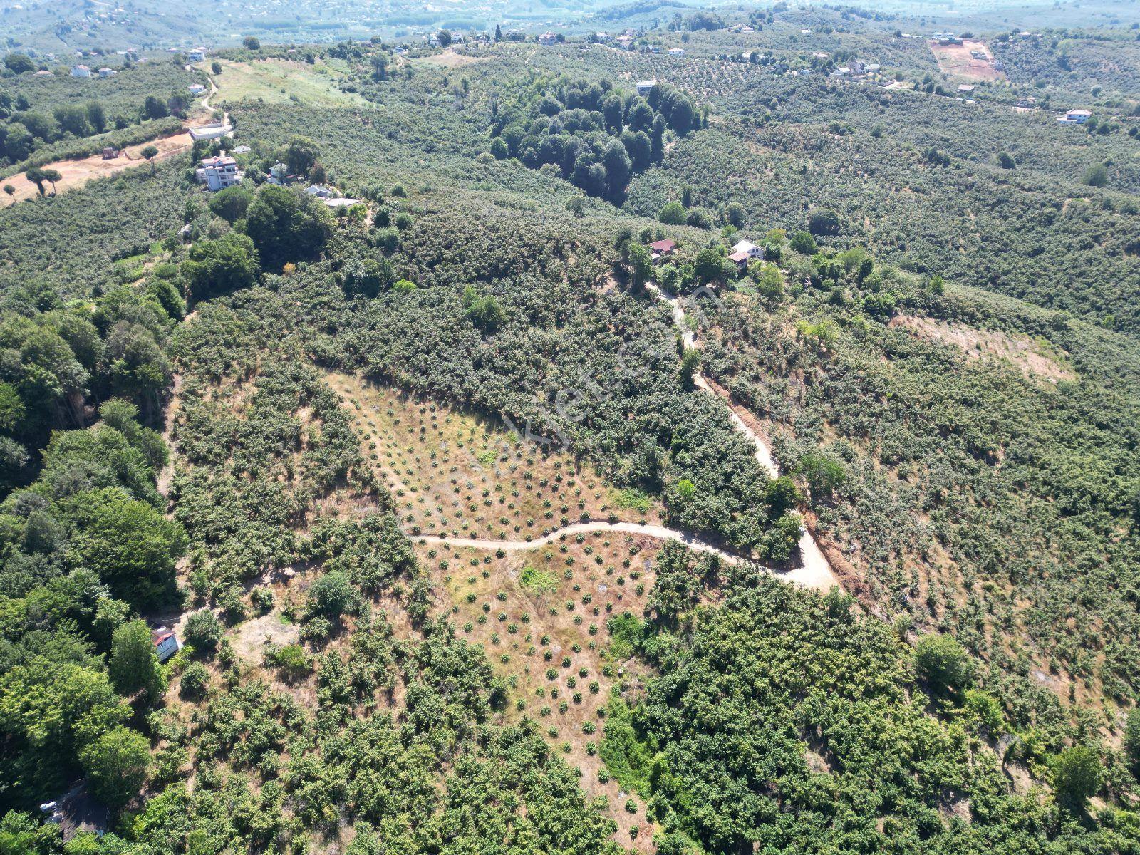 Akçakoca Hasançavuş'da Deniz Manzaralı İmarlı Satılık Arsa - Görsel 14