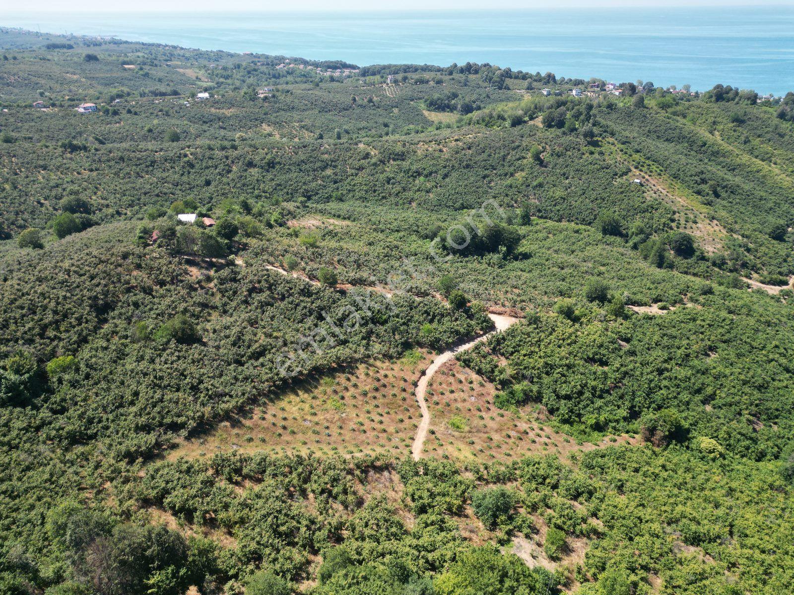 Akçakoca Hasançavuş'da Deniz Manzaralı İmarlı Satılık Arsa - Görsel 22