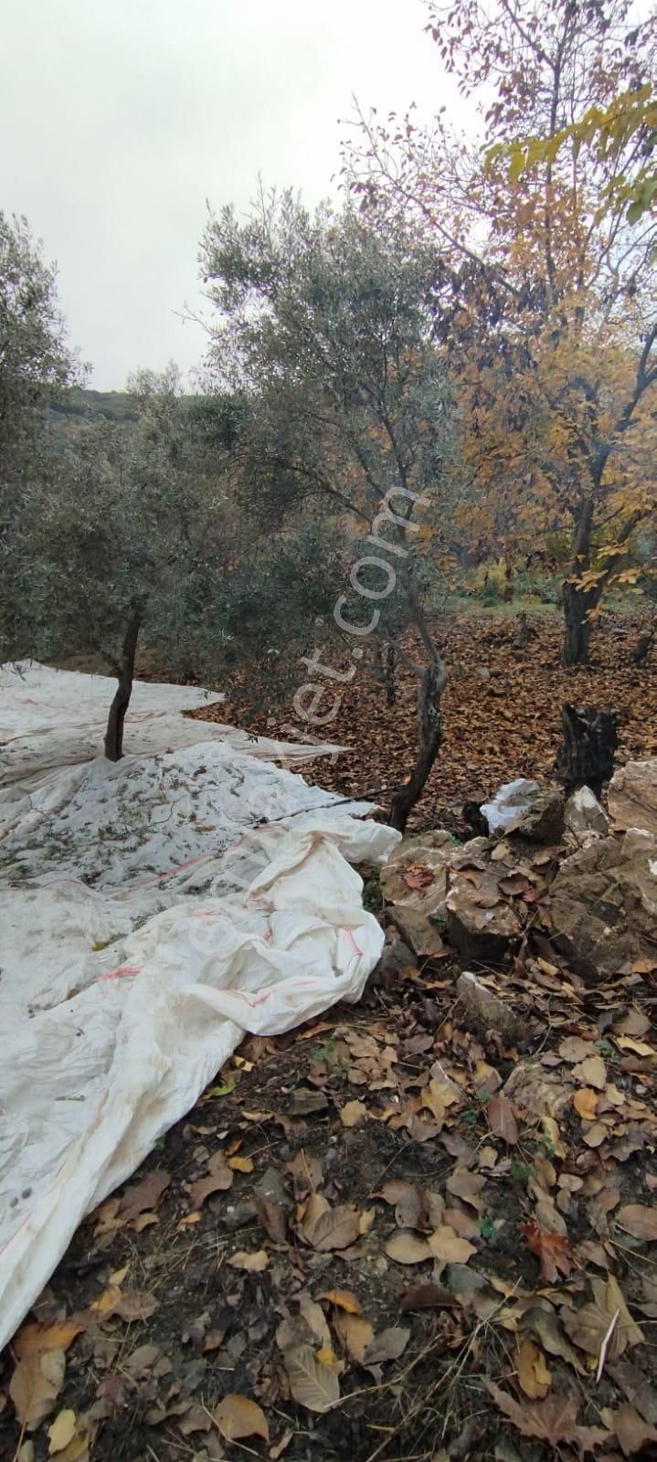 Şahin Gayrimenkul’den Toprak Yatırımı Yapmak İsteyenlere - Görsel 3