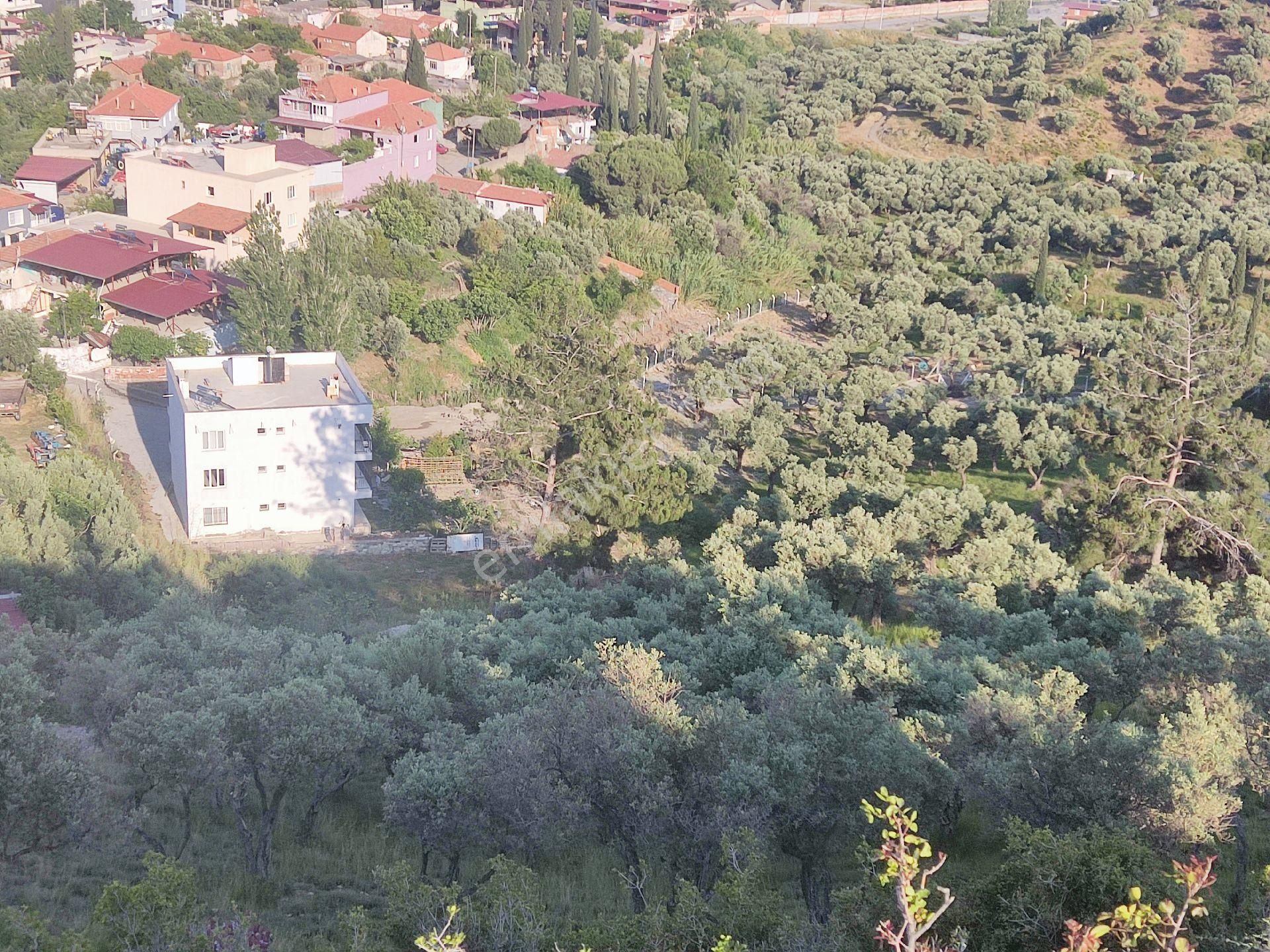 Söke Savuca Mahallesi Merkeze Yakın Zeytinlik - Görsel 8