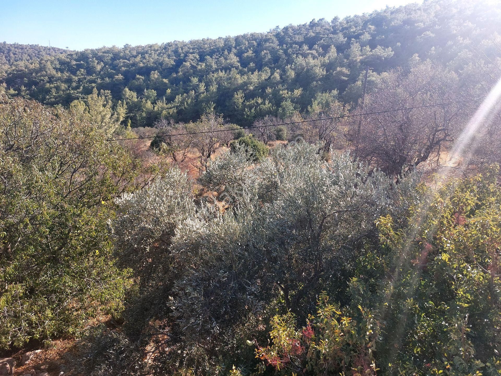 Çağlayan Emlaktan Aydıncık Eskiyörük Karatepede Satılık Tarla - Görsel 25
