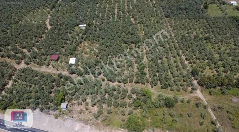 Dilaog Leo'dan Dutluca Köyünde İznik Yoluna Cephe Satılık Tarla - Görsel 4
