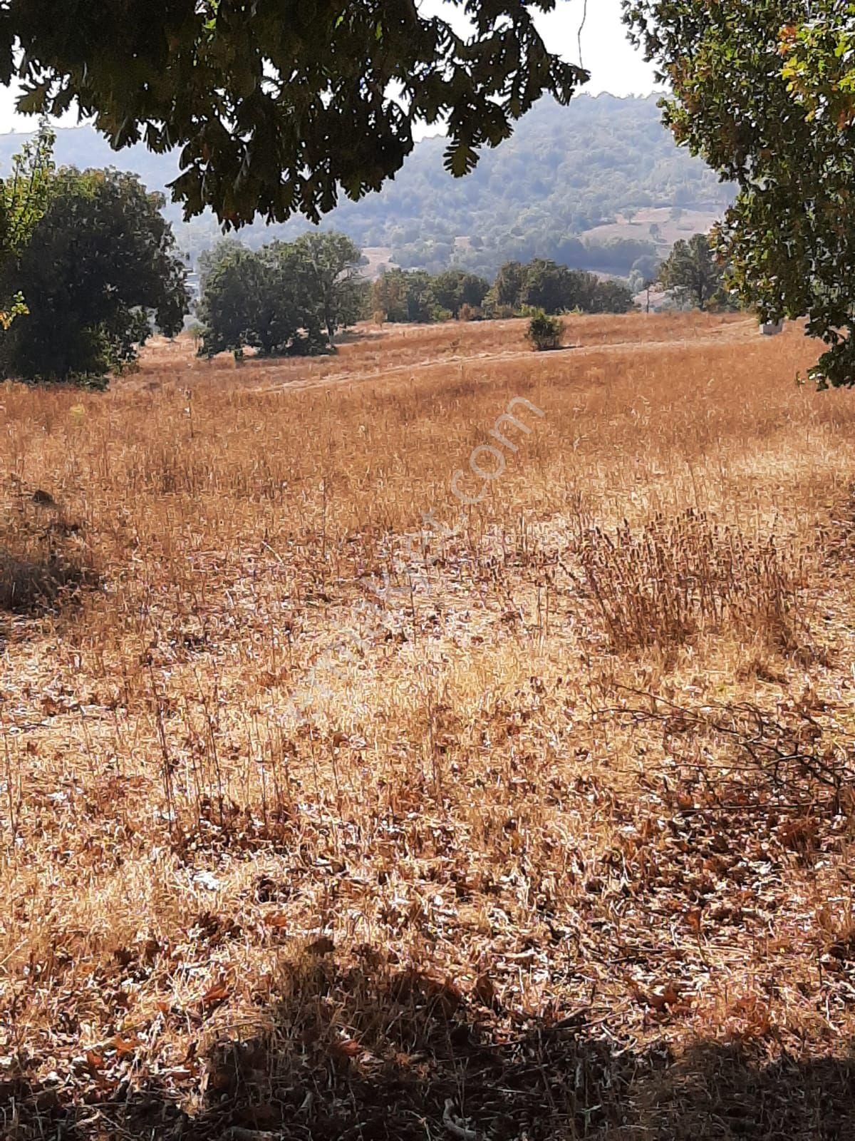 Saltoğlundan Kestel Nushetiyede Satılık Tarla - Görsel 9