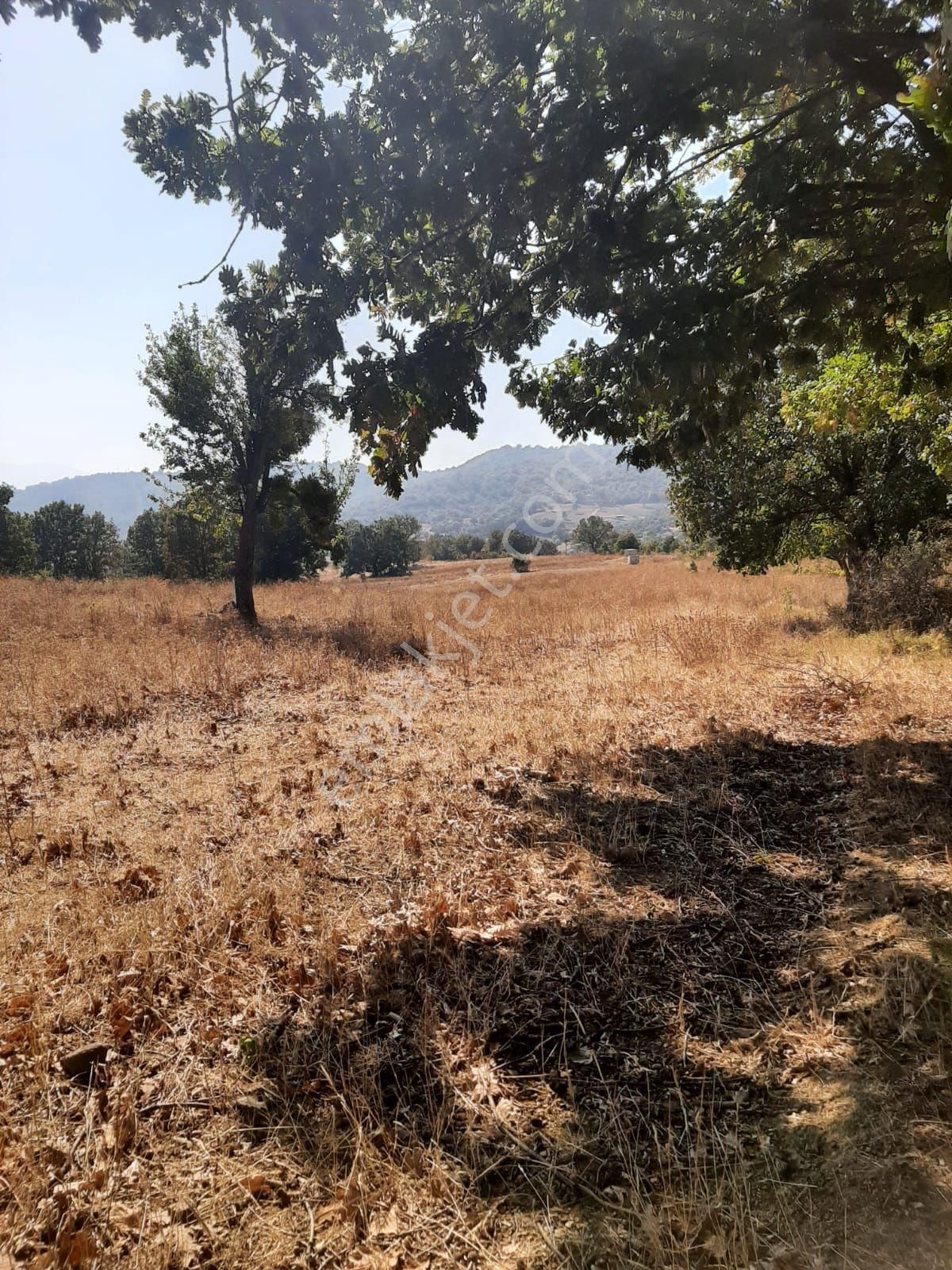 Saltoğlundan Kestel Nushetiyede Satılık Tarla - Görsel 4