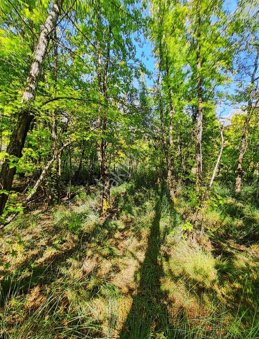 Zeytinalanında 4100 M2 Satılık Tarla. - Görsel 11