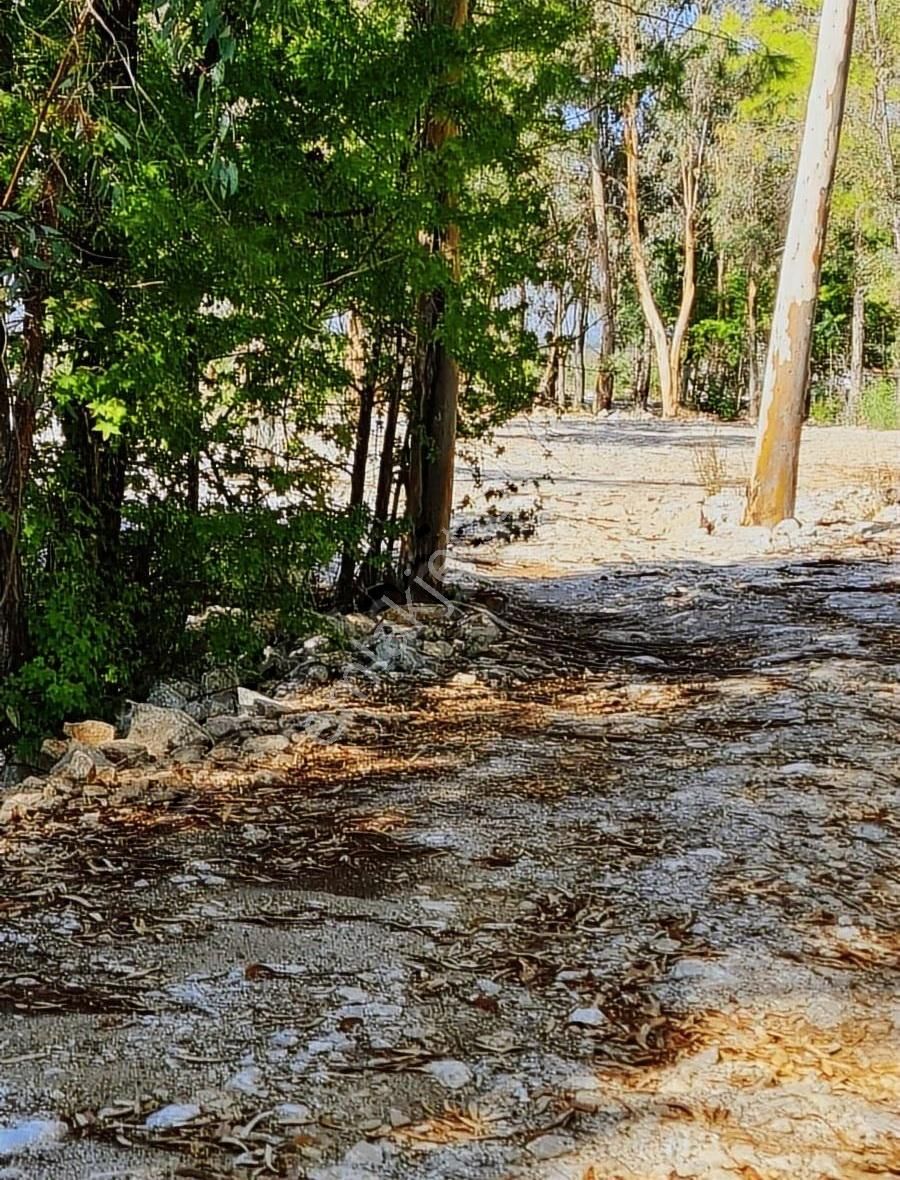 Zeytinalanında 4100 M2 Satılık Tarla. - Görsel 16
