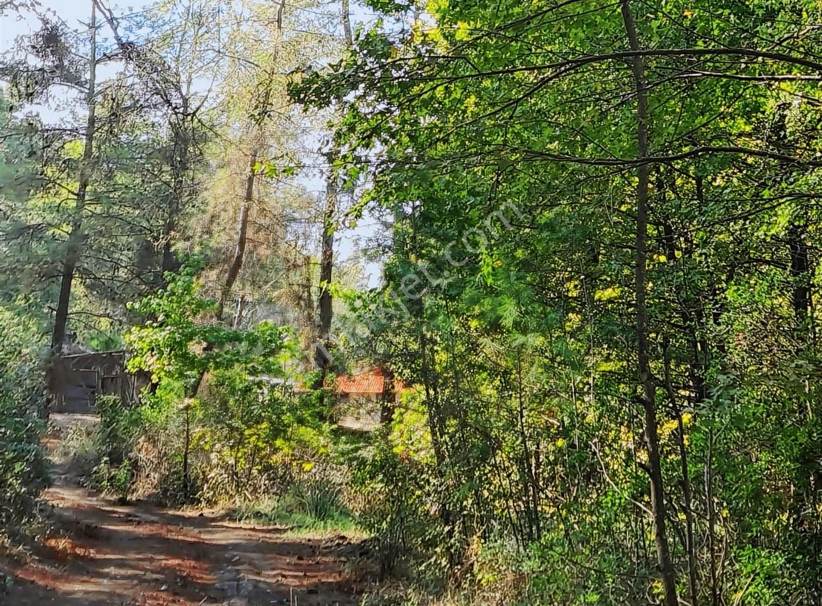 Zeytinalanında 4100 M2 Satılık Tarla. - Görsel 34