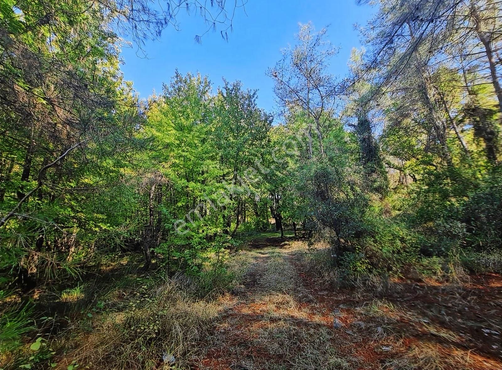 Zeytinalanında 4100 M2 Satılık Tarla. - Görsel 7