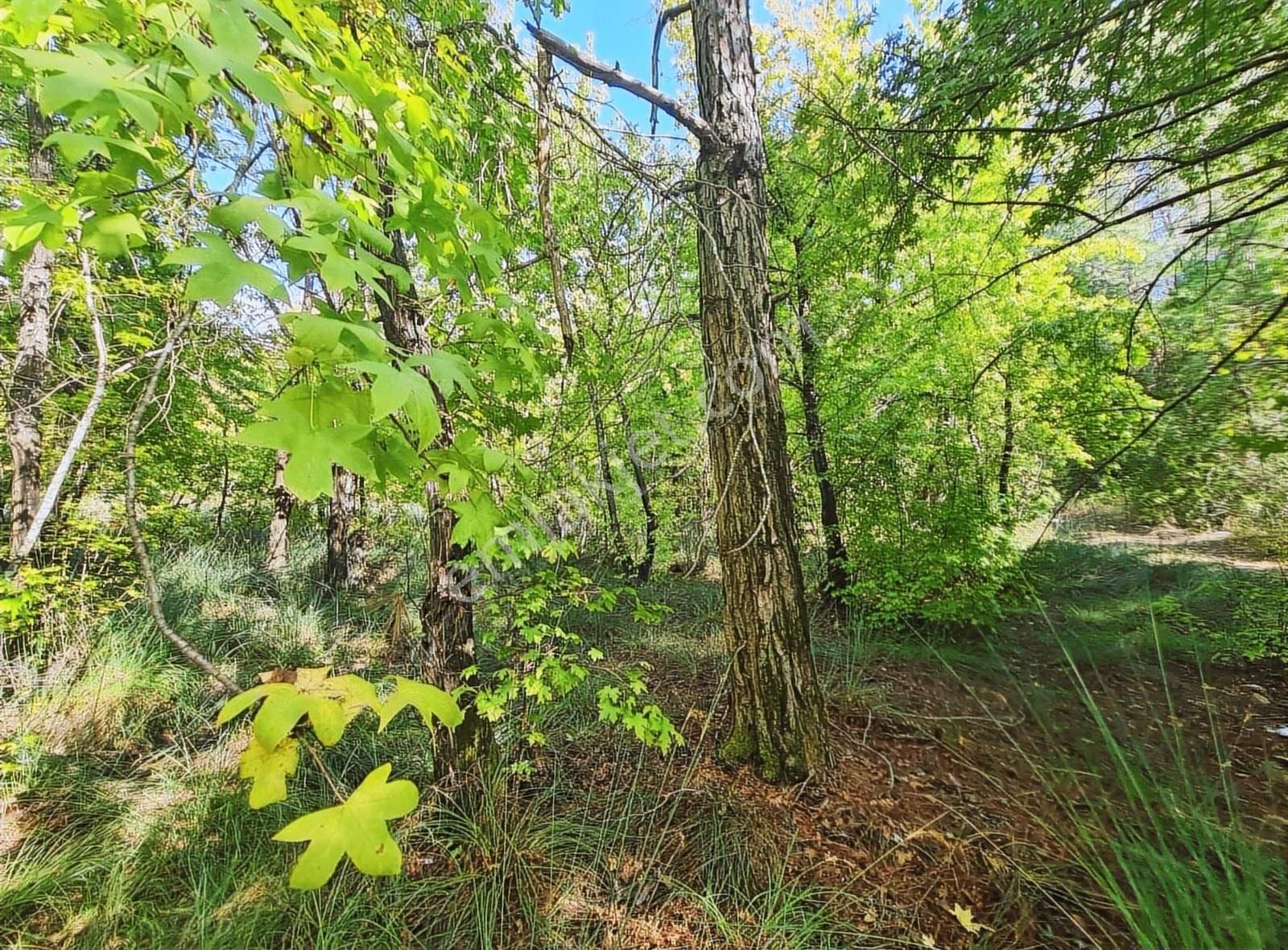 Zeytinalanında 4100 M2 Satılık Tarla. - Görsel 10
