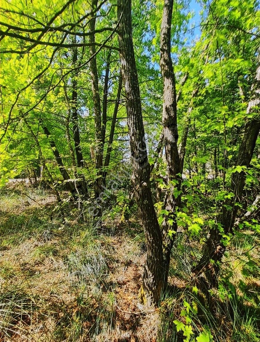 Zeytinalanında 4100 M2 Satılık Tarla. - Görsel 19