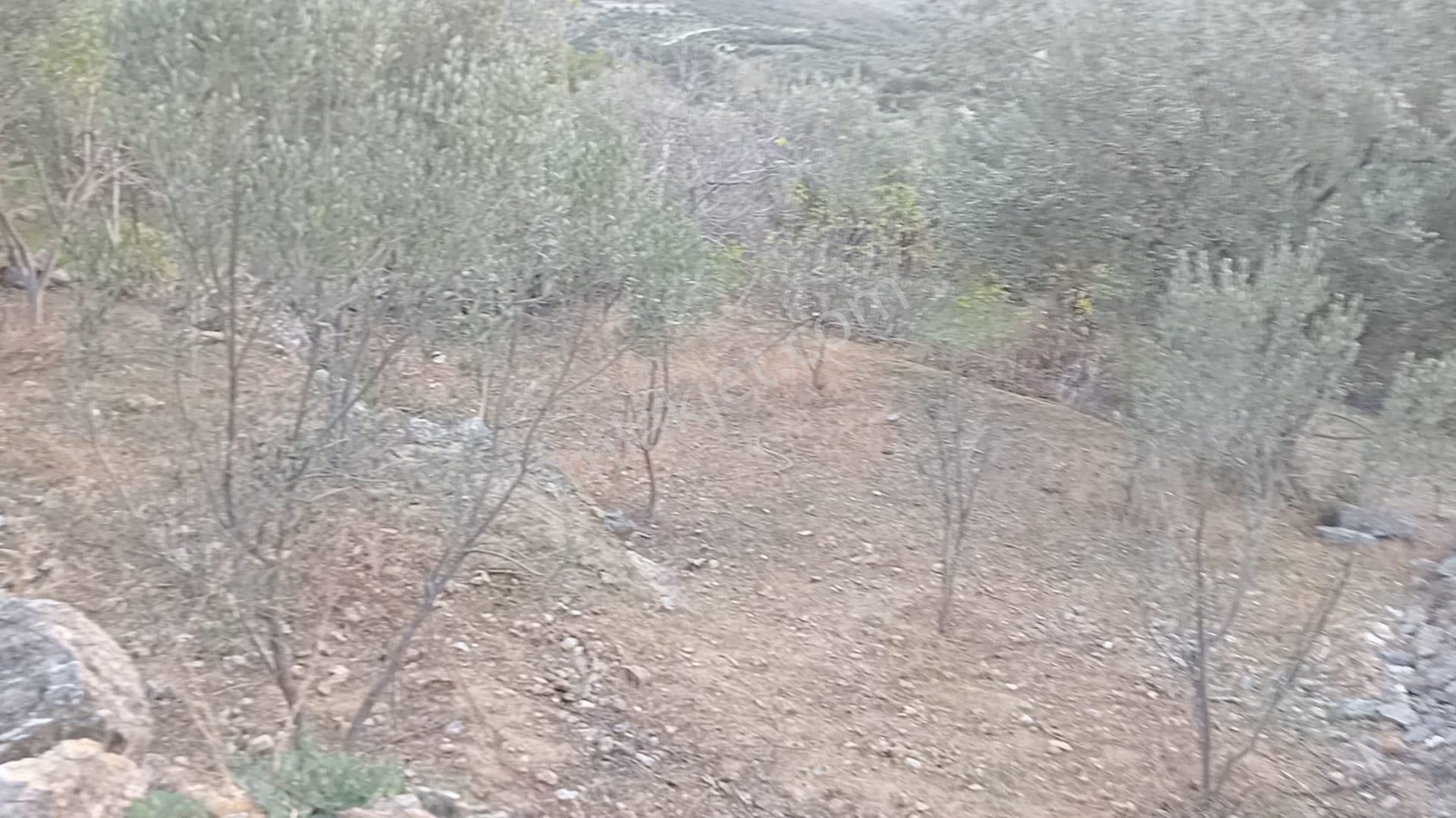 Komutan Emlaktan Çamobada 363 M2 Köy Kenarı Hobi Bahçesi - Görsel 4