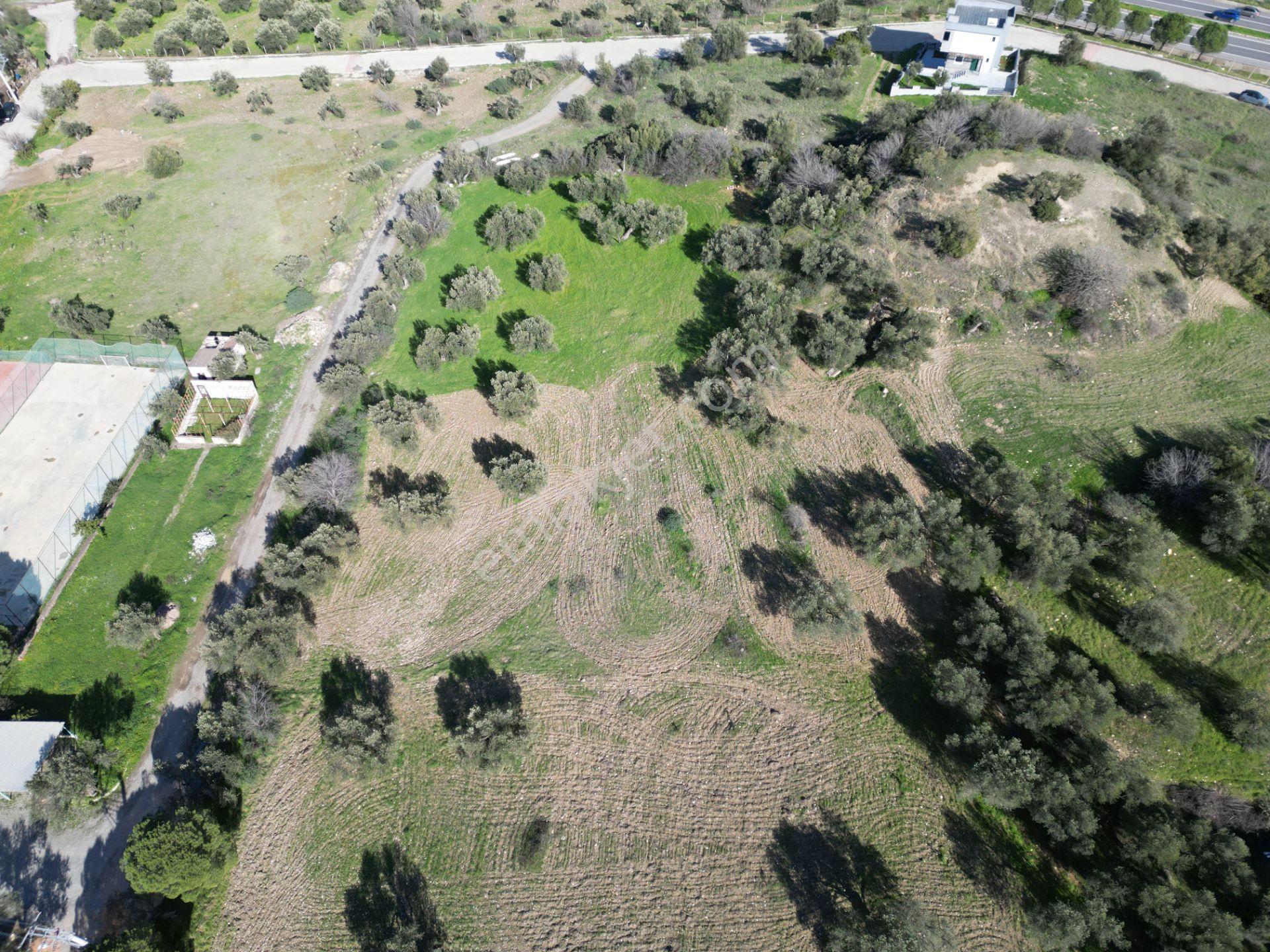 Şakranda 10800 M2 İmara Açılacak Zeytinlik - Görsel 6